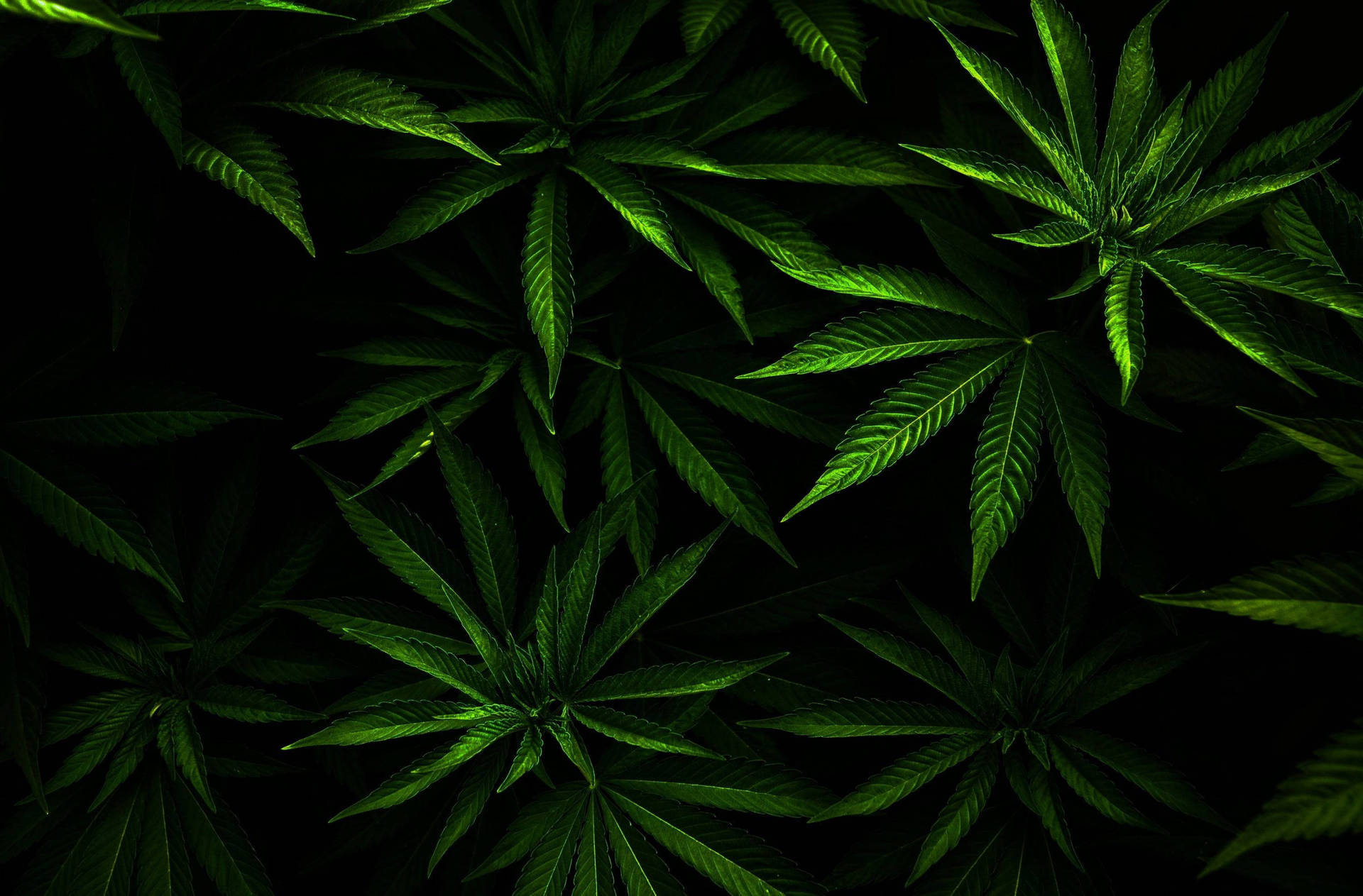 Lush Weed Leaves