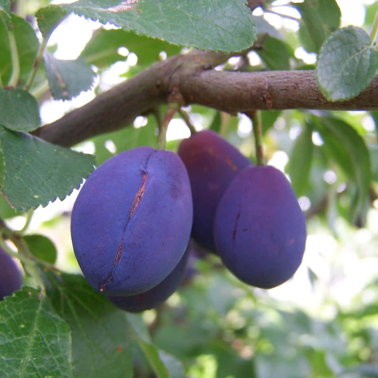 Lustrous Damson Plums With Unique Brown Cracks Background