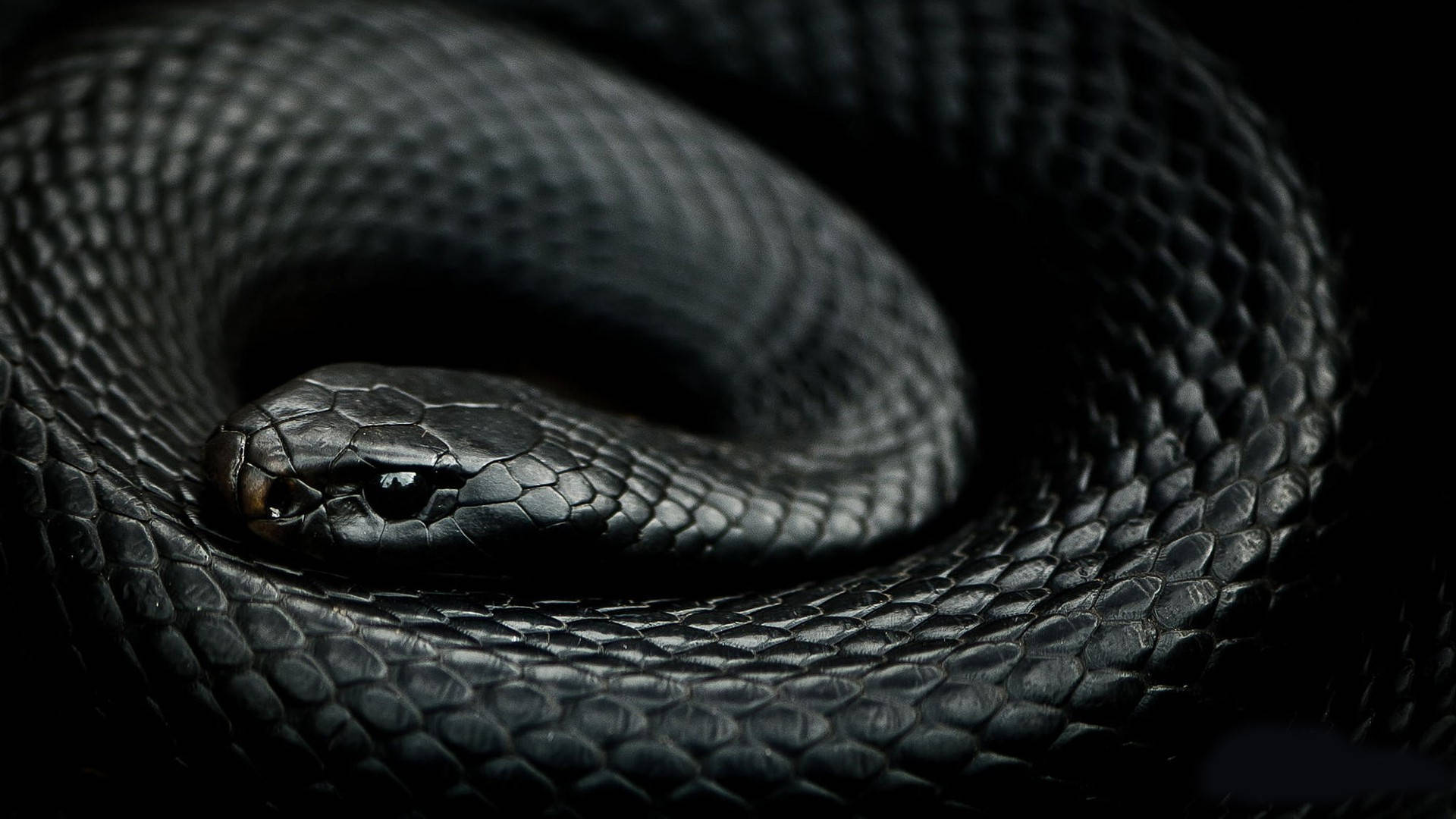 Lustrous Midnight Black Mamba Snake Background