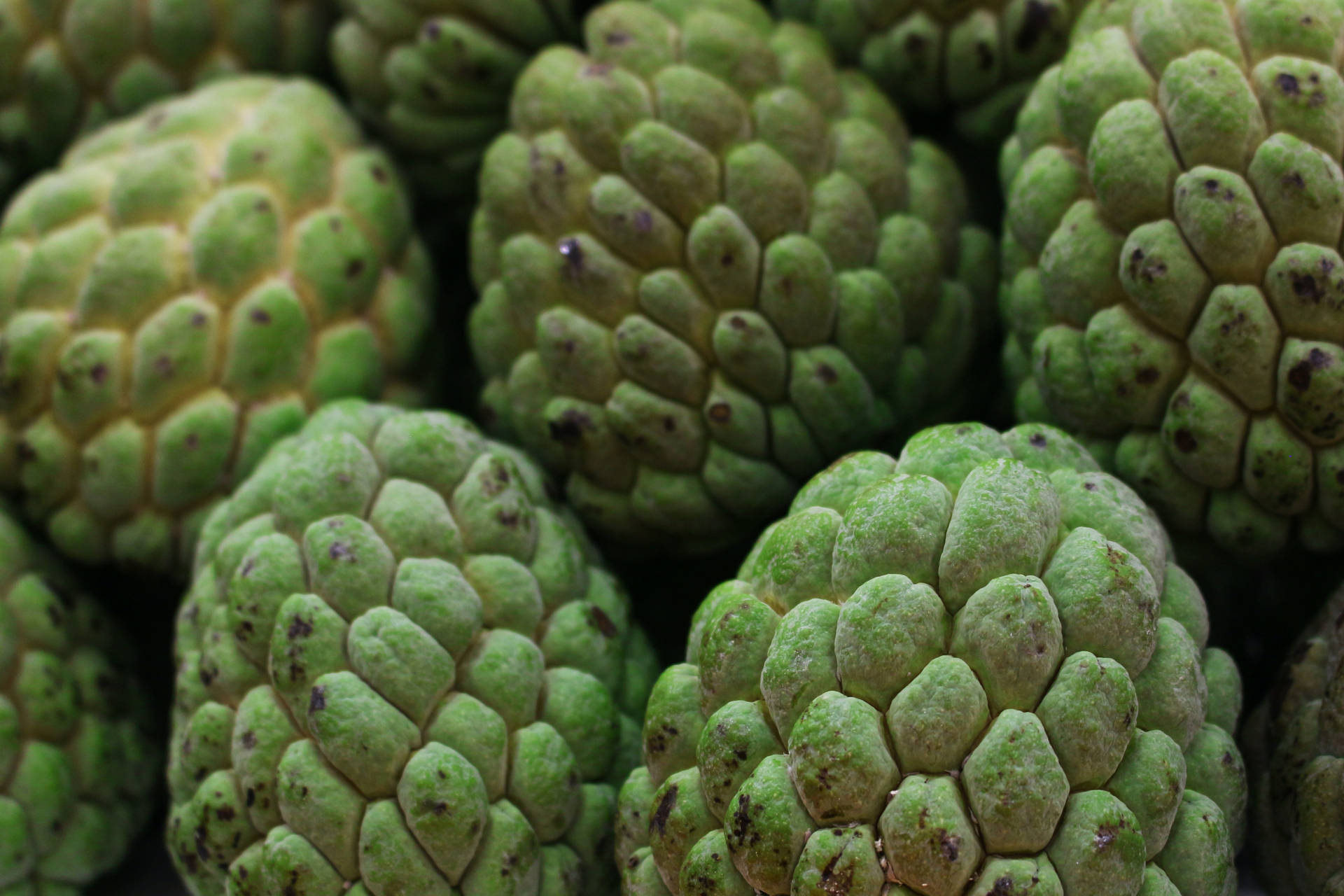 Luxurious Apple Cherimoya Fruits