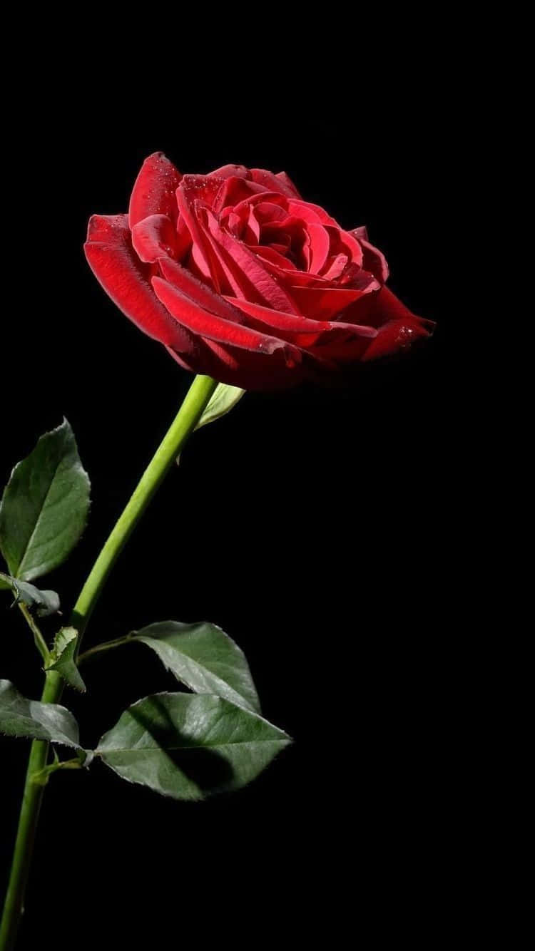 Luxurious Bouquet Of Red Roses Background