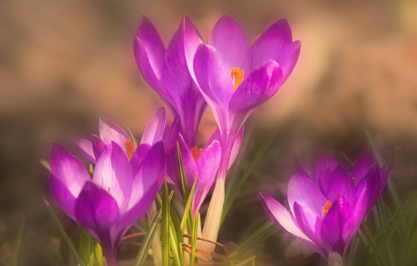 Luxurious Saffron Crocus Blooming At Dusk