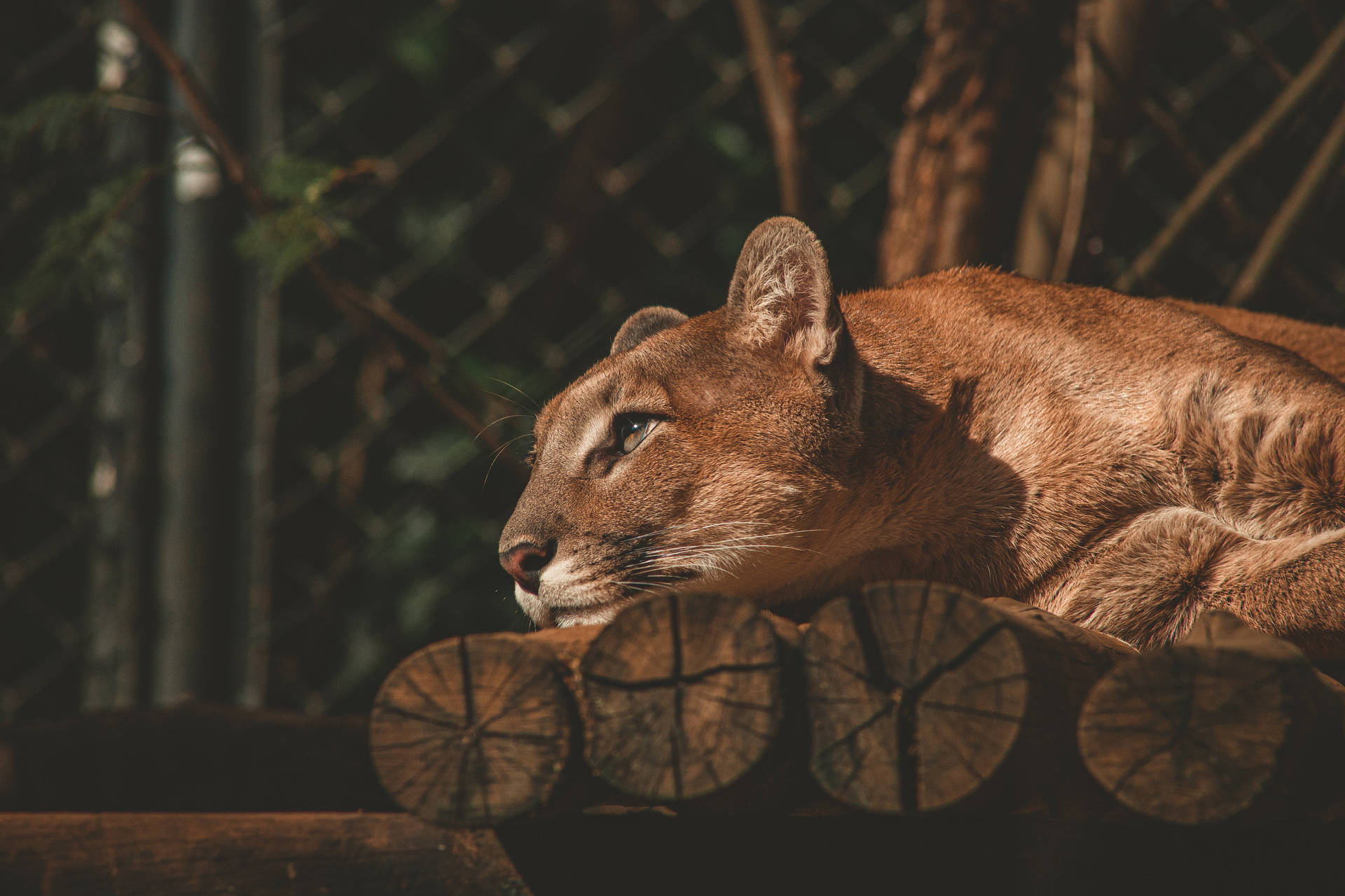 Lying Down Female Lion Desktop