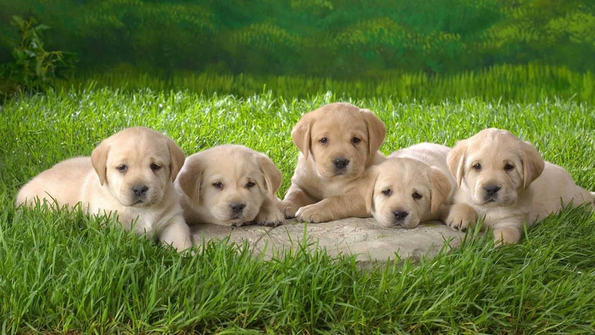 Lying Down Puppies Background