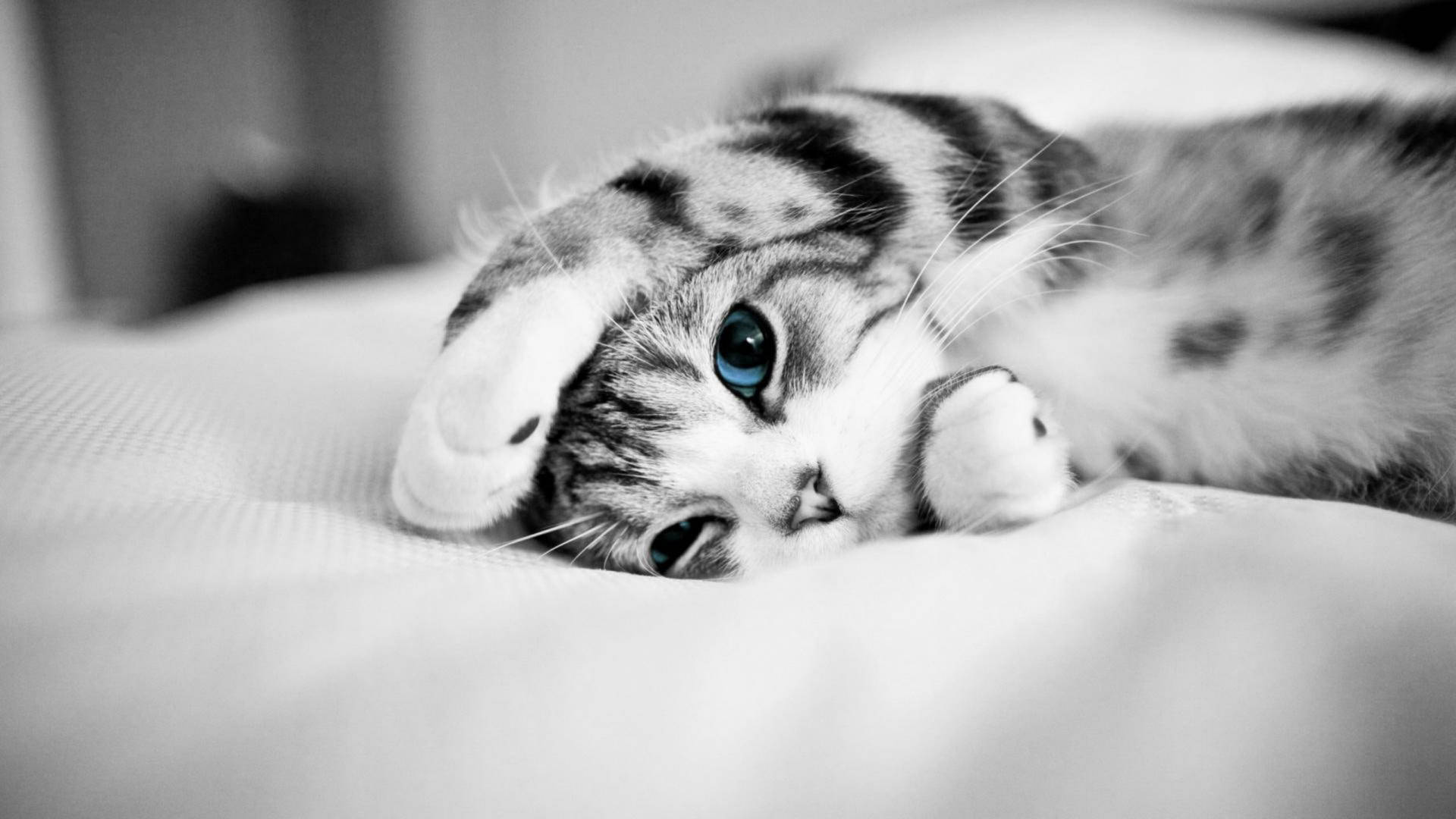 Lying In Bed Cute Cat Hd Background