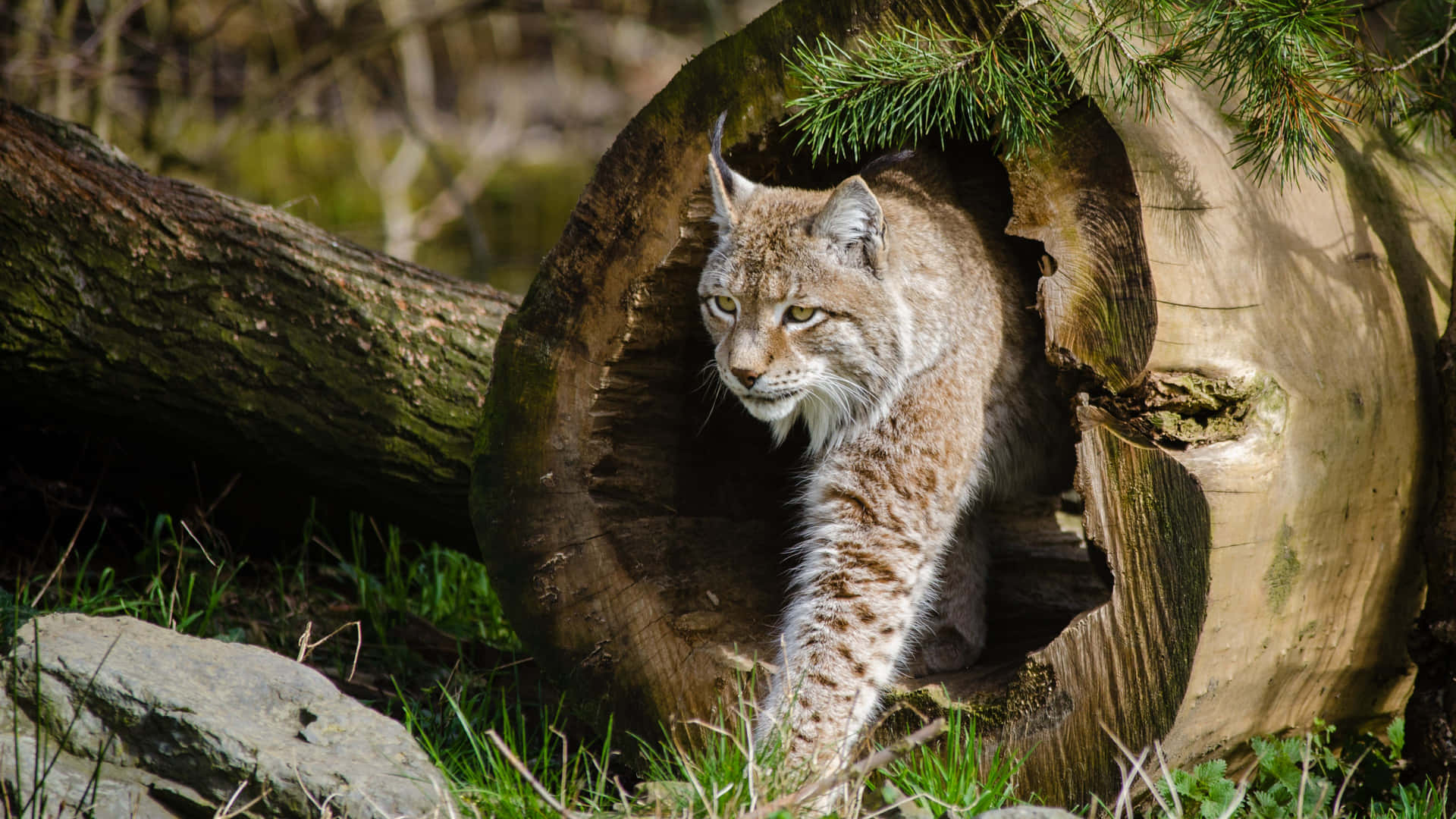 Lynx Emerging From Hollow Log Background