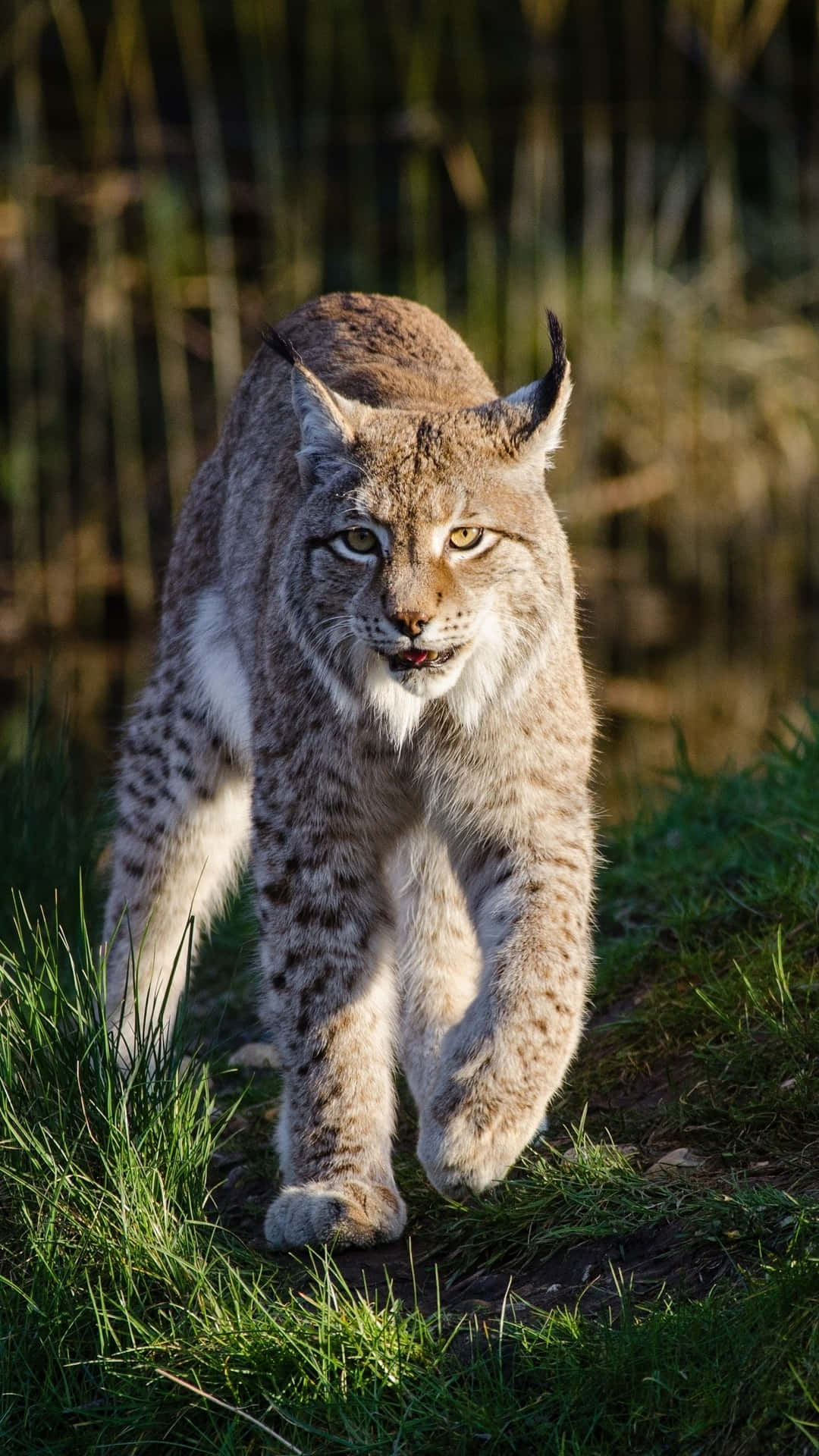 Lynx Lynx Lynx Lynx Lynx Lynx Lynx Lynx Background