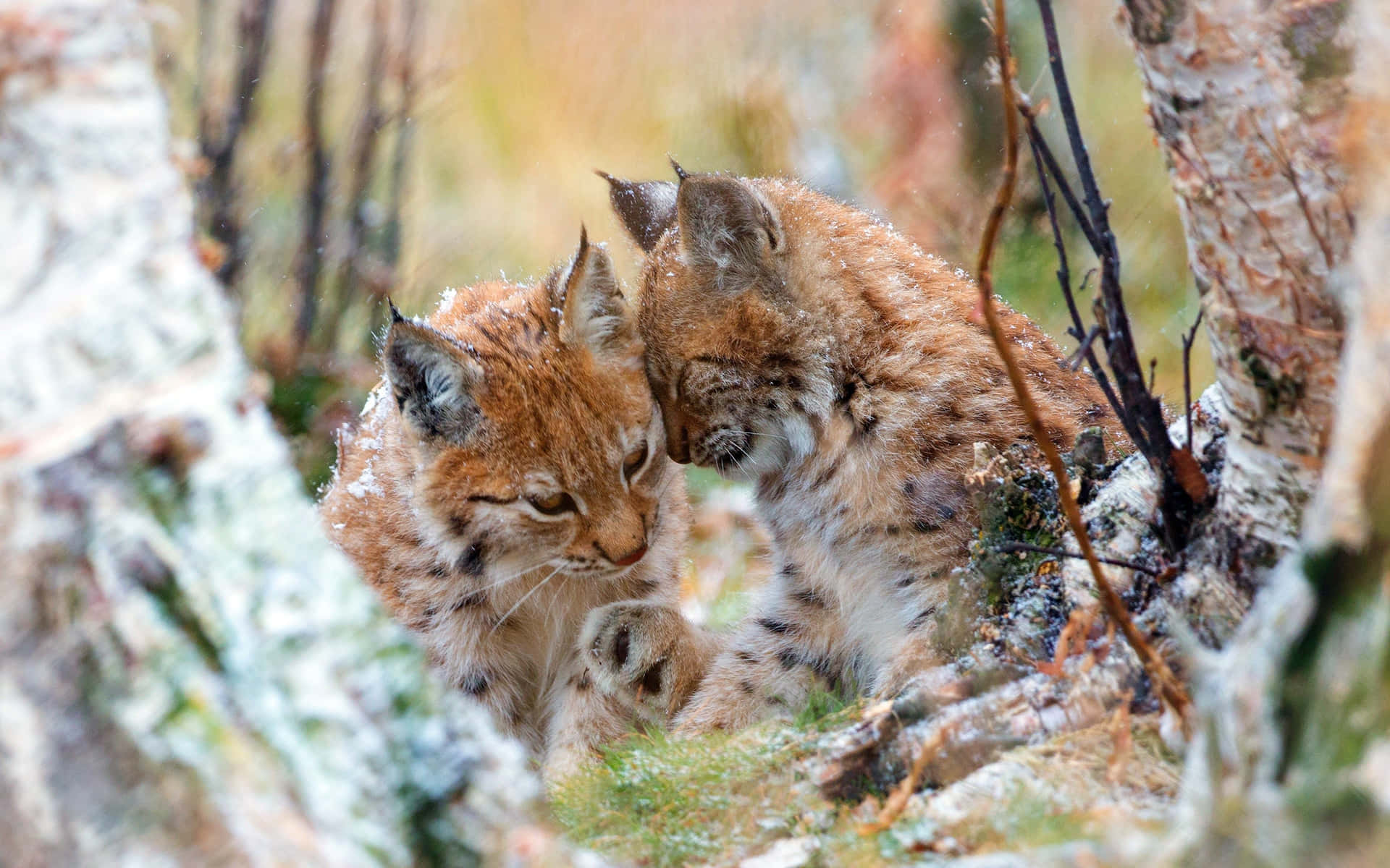 Lynx Pairin Snowy Forest Background