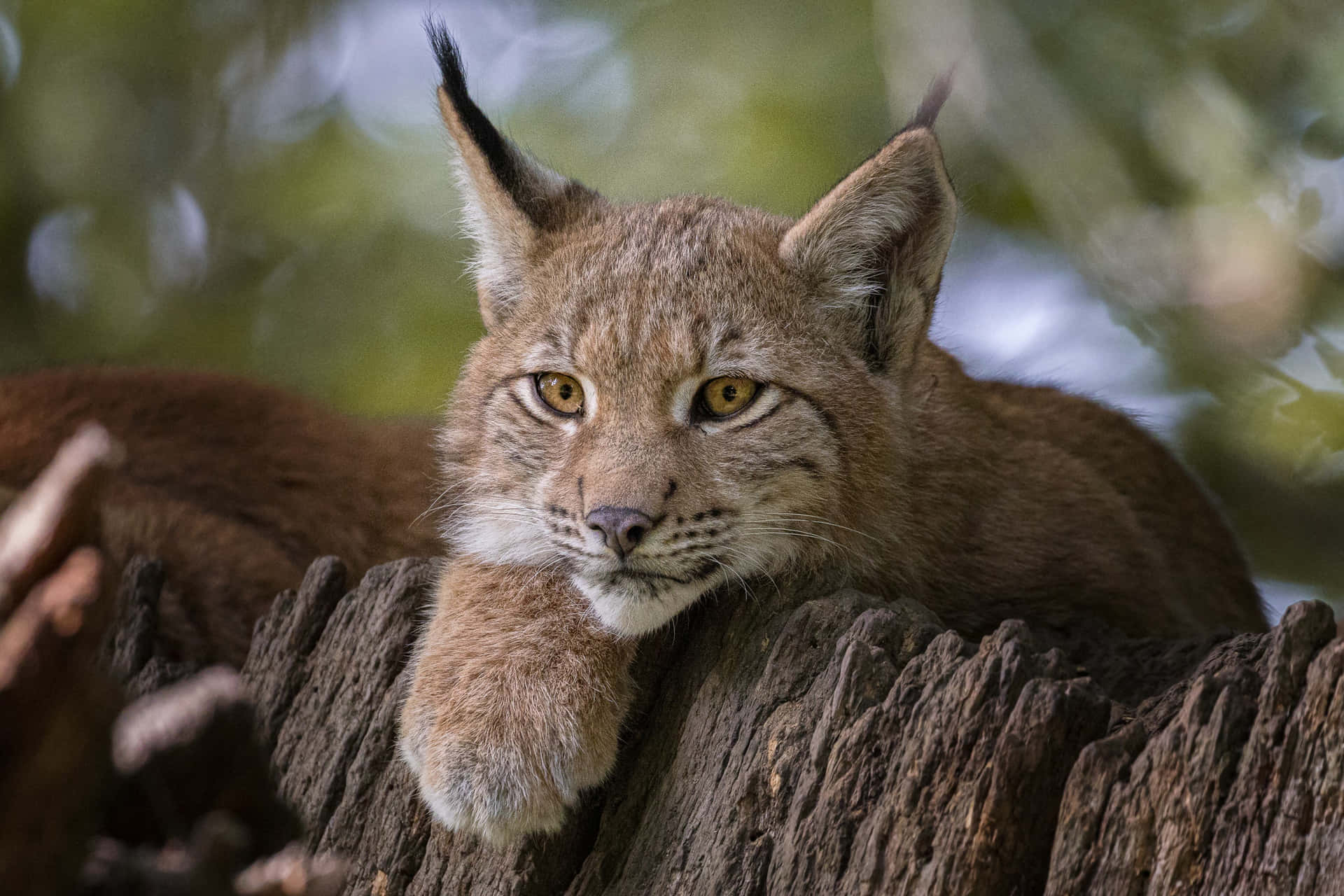 Lynx Restingon Tree Branch Background