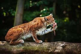 Lynx With Prey