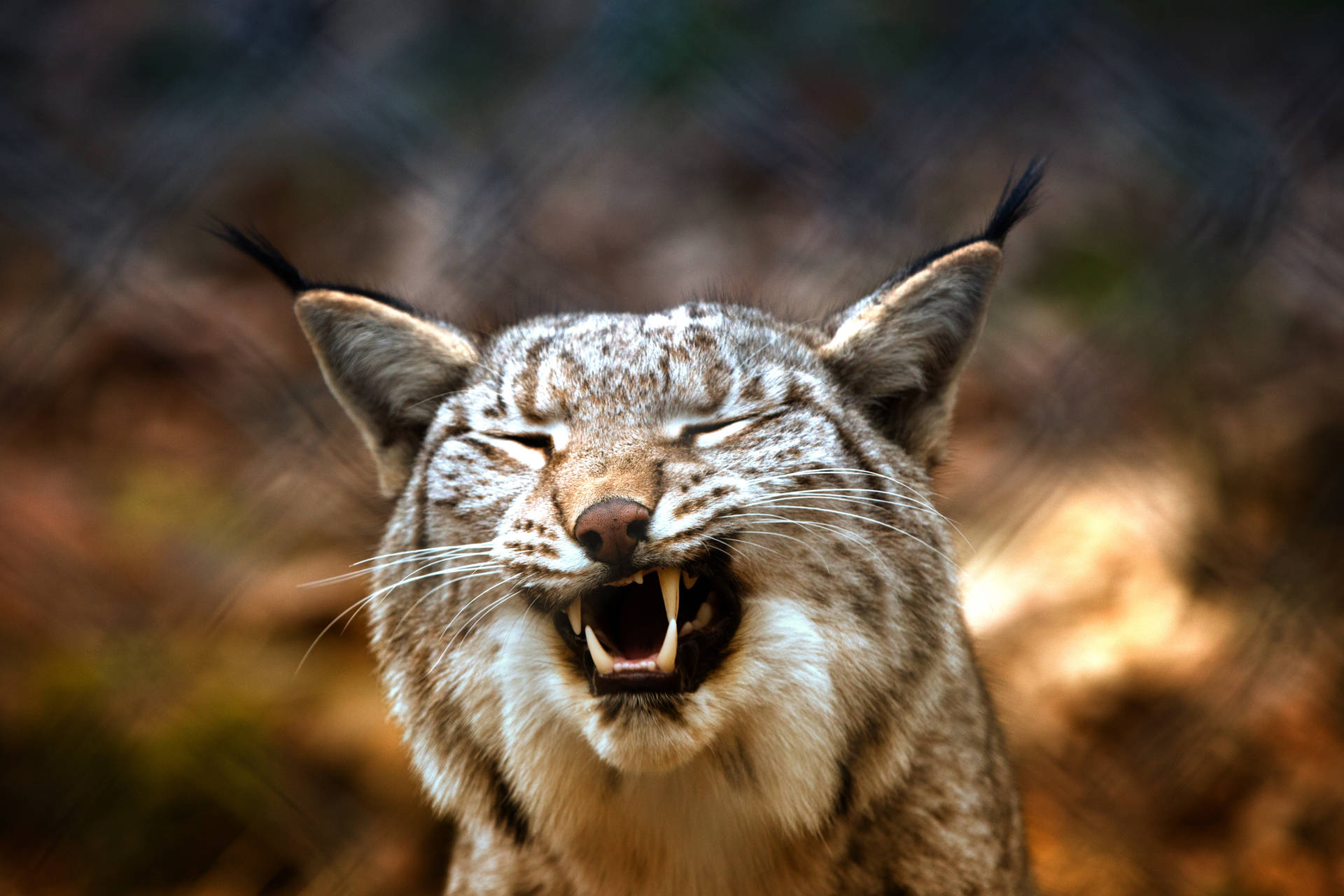Lynx Yawn Predator Background