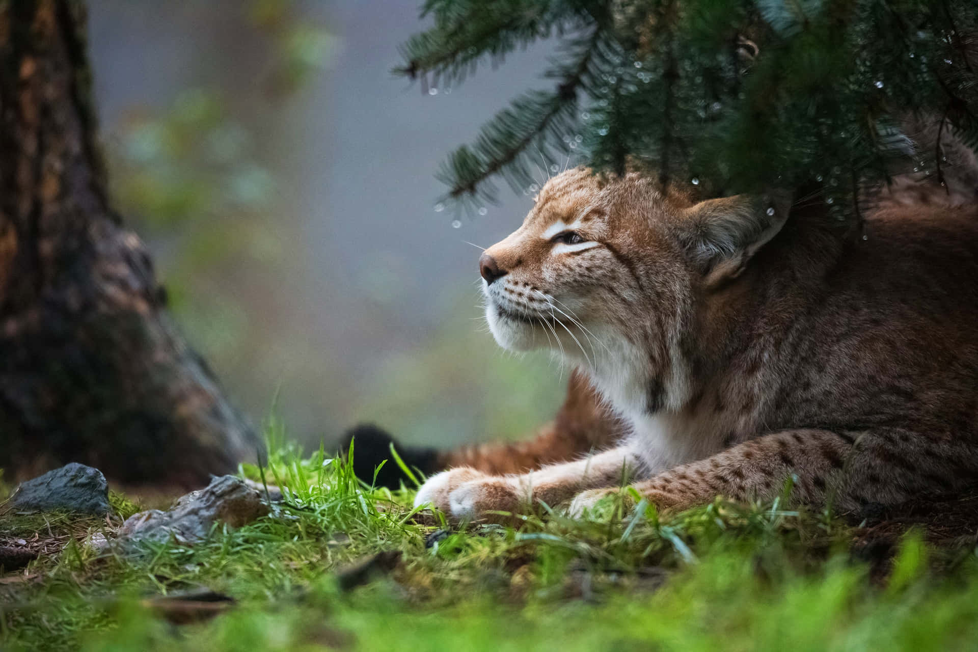 Lynxin Forest Rain Background