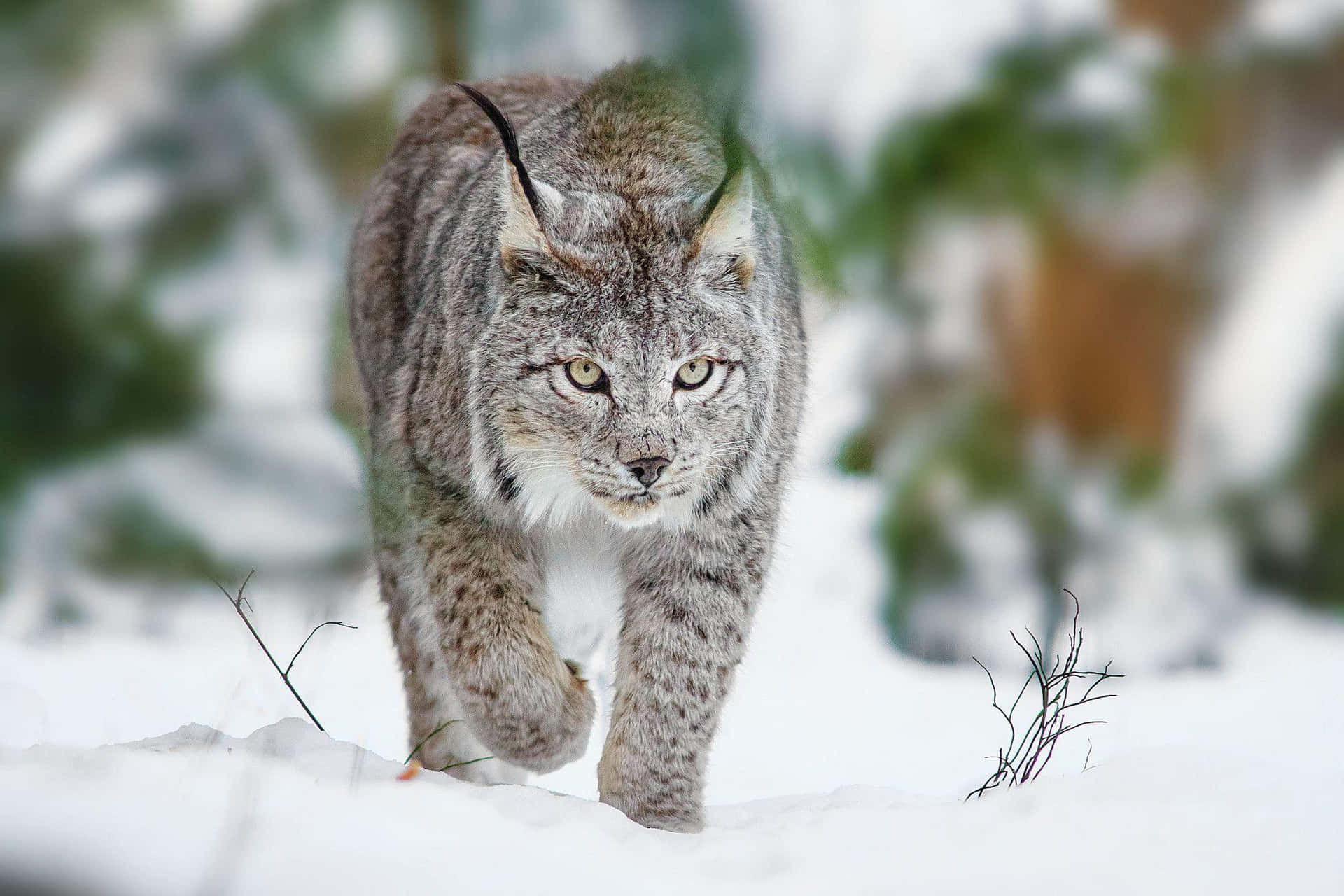 Lynxin Snow Prowl Background