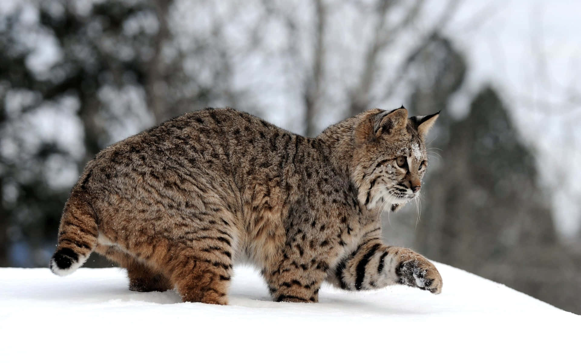 Lynxin Snow Background