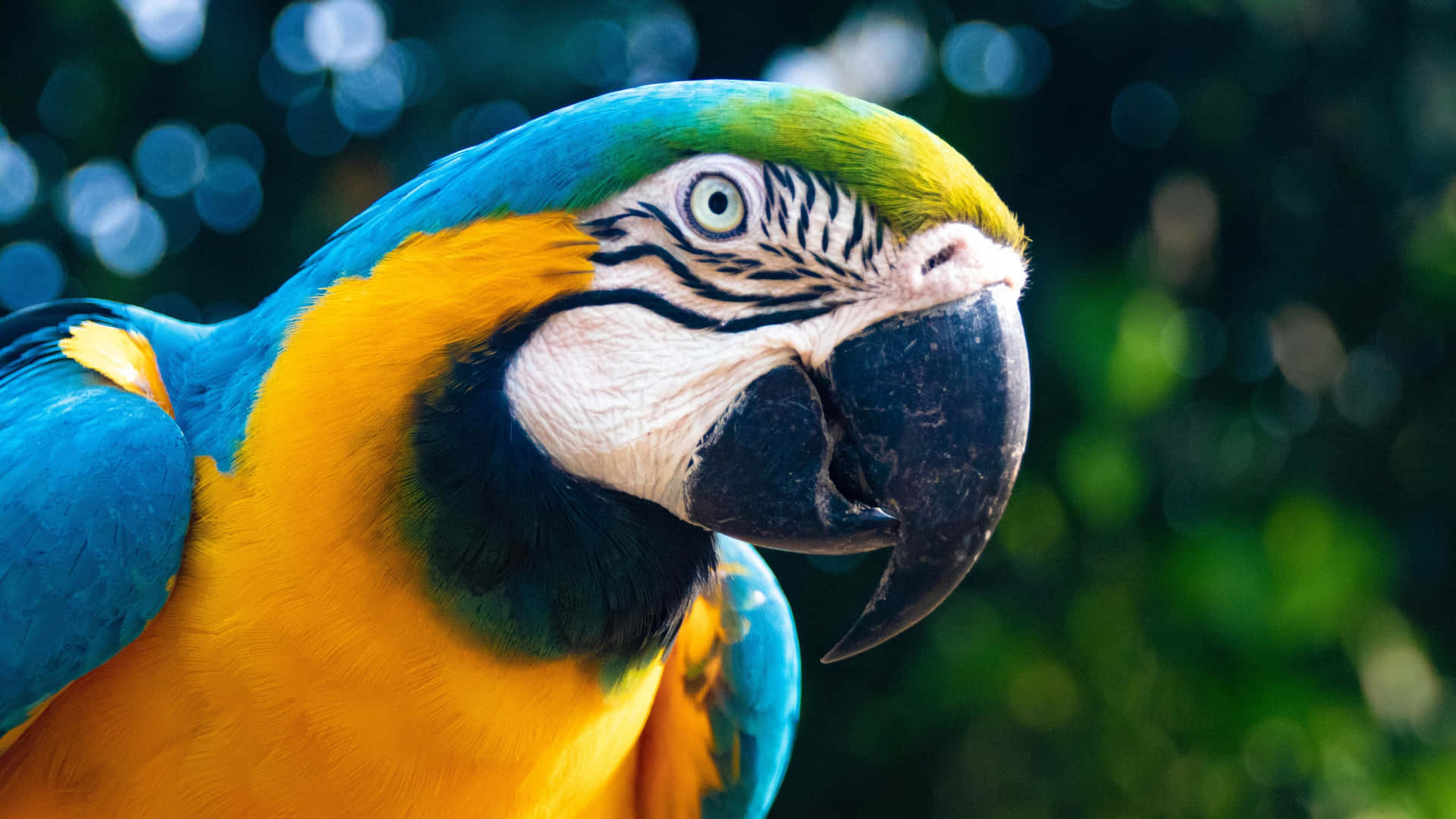 Macaw Bird Close Up Shot 4k Monitor Background