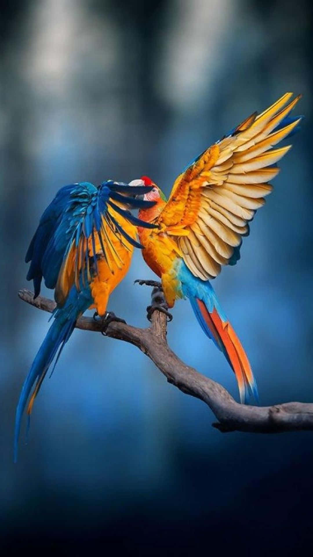 Macaw Couple Bird Iphone