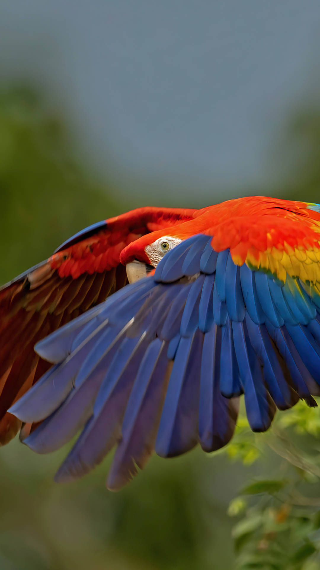 Macaw Flying 2160x3840 Background