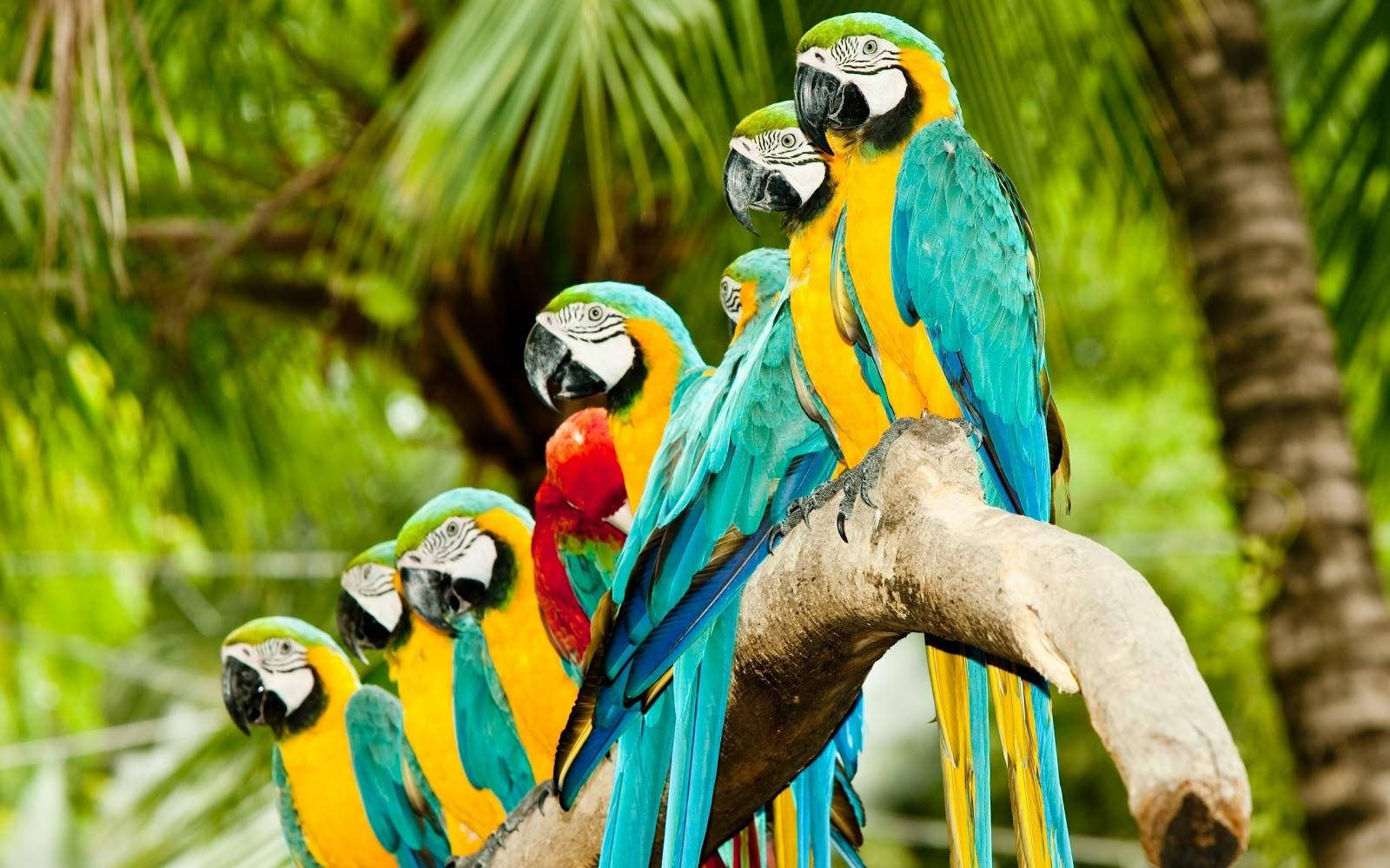 Macaw Parrots Background