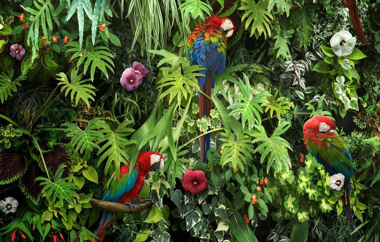 Macaw Parrots In Luscious Garden Background