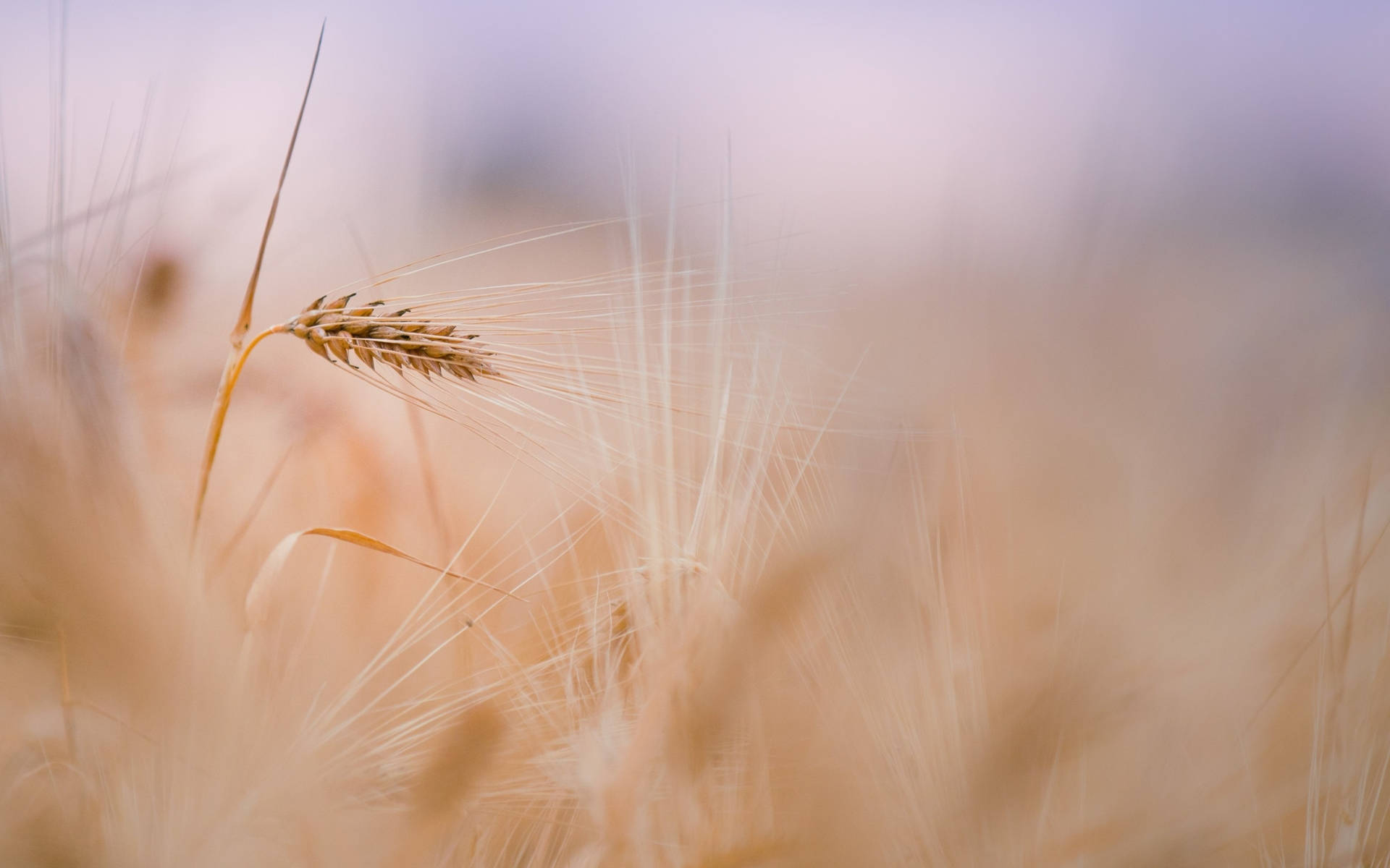 Macbook Air Wheat Background