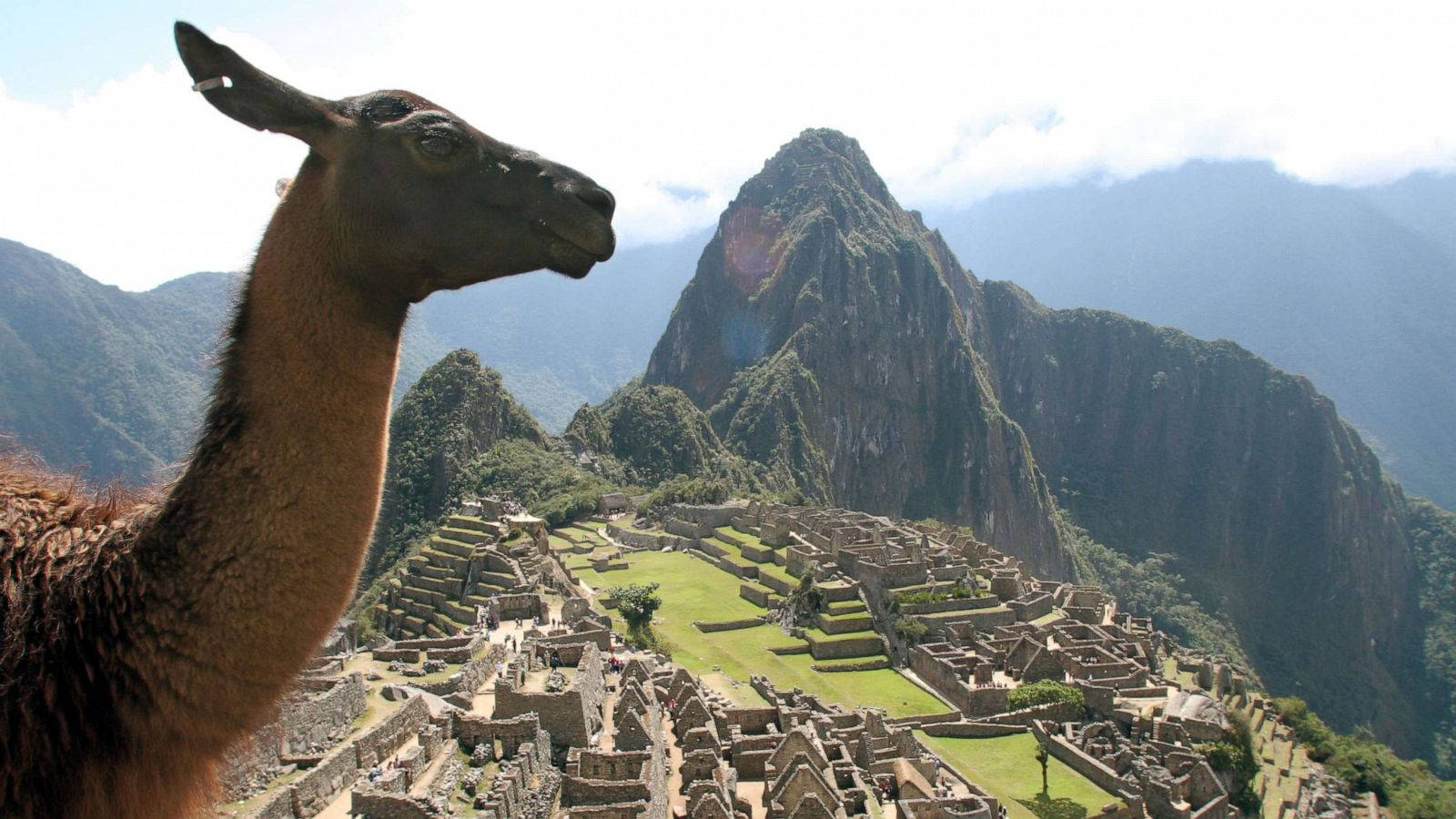 Machu Picchu Llama In Front Of The Ruins Background