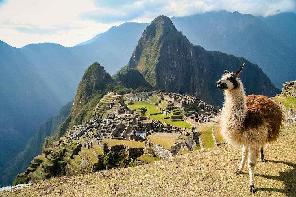 Machu Picchu Llama Standing On The Edge Of A Mountain