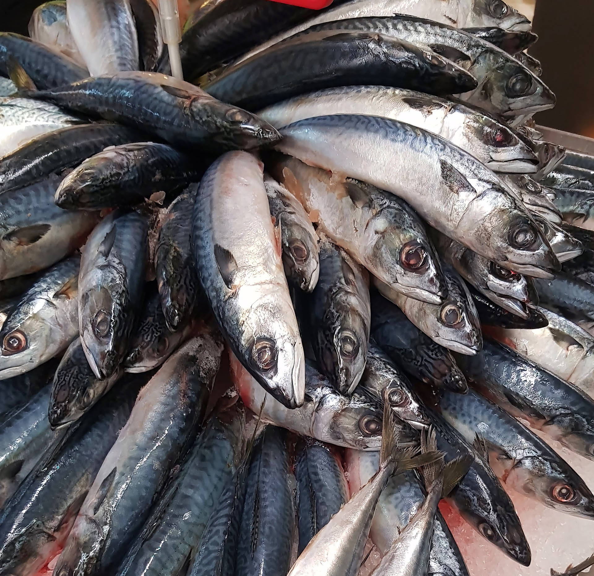 Mackerel Fish Harvest Background