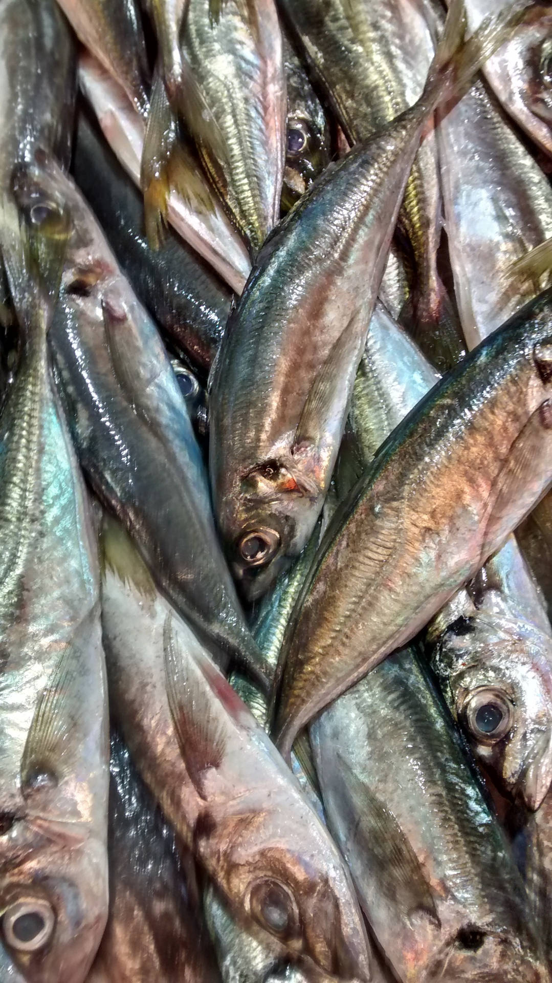 Mackerel Fish Harvest Season Background