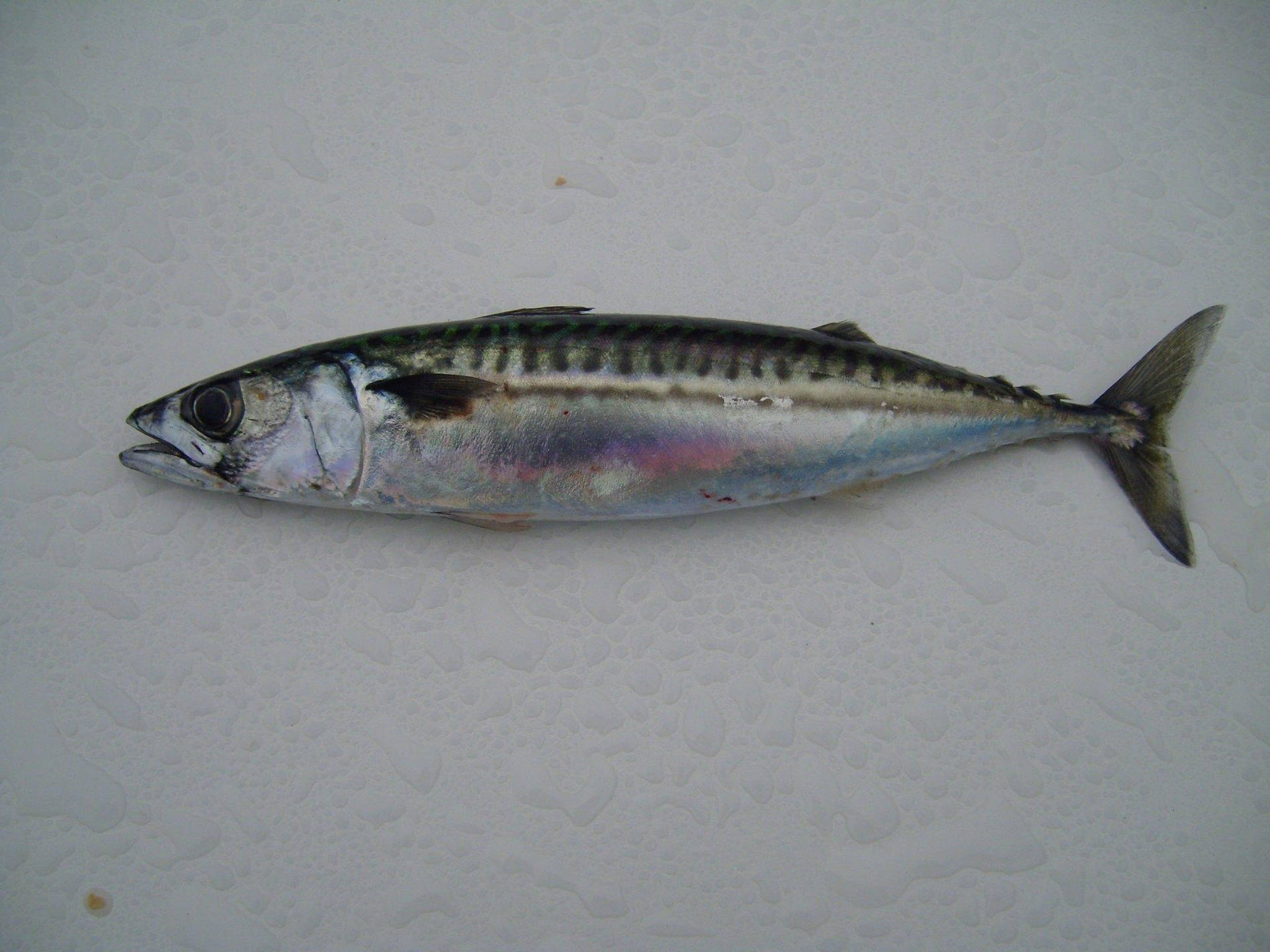 Mackerel Fish In White Background