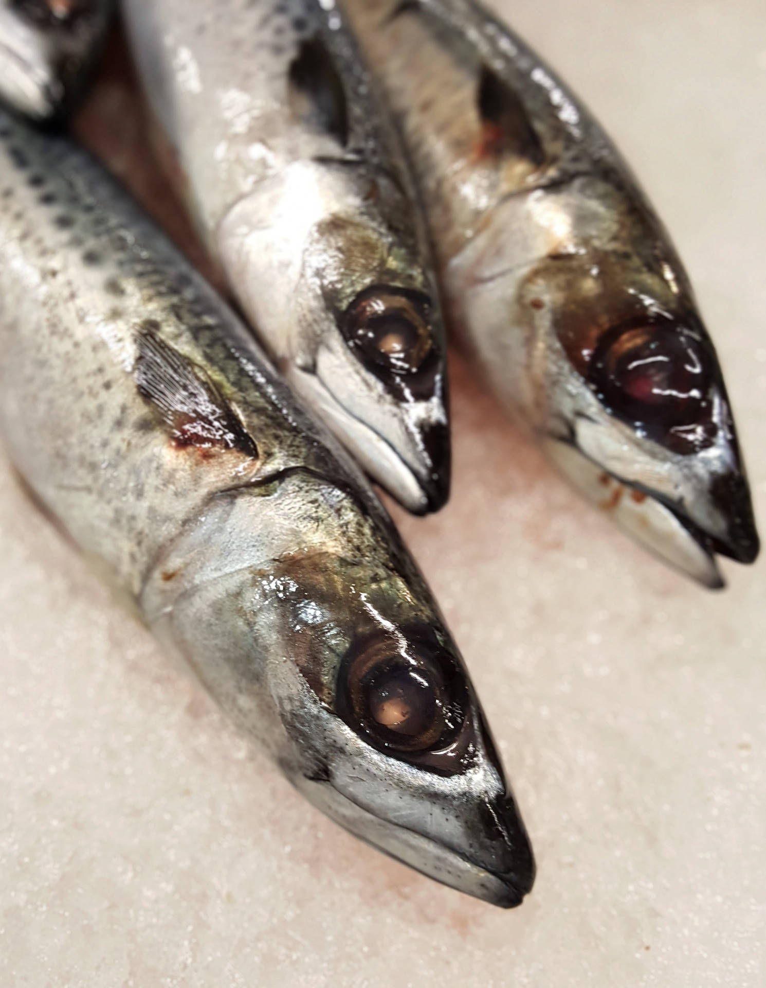 Mackerel Fish On Table Background