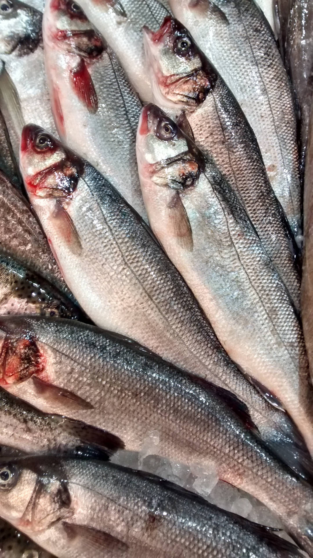 Mackerel Fish With Ice Background