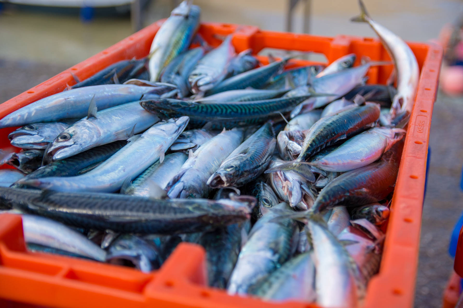 Mackerel Fishes In Orange Basket Background