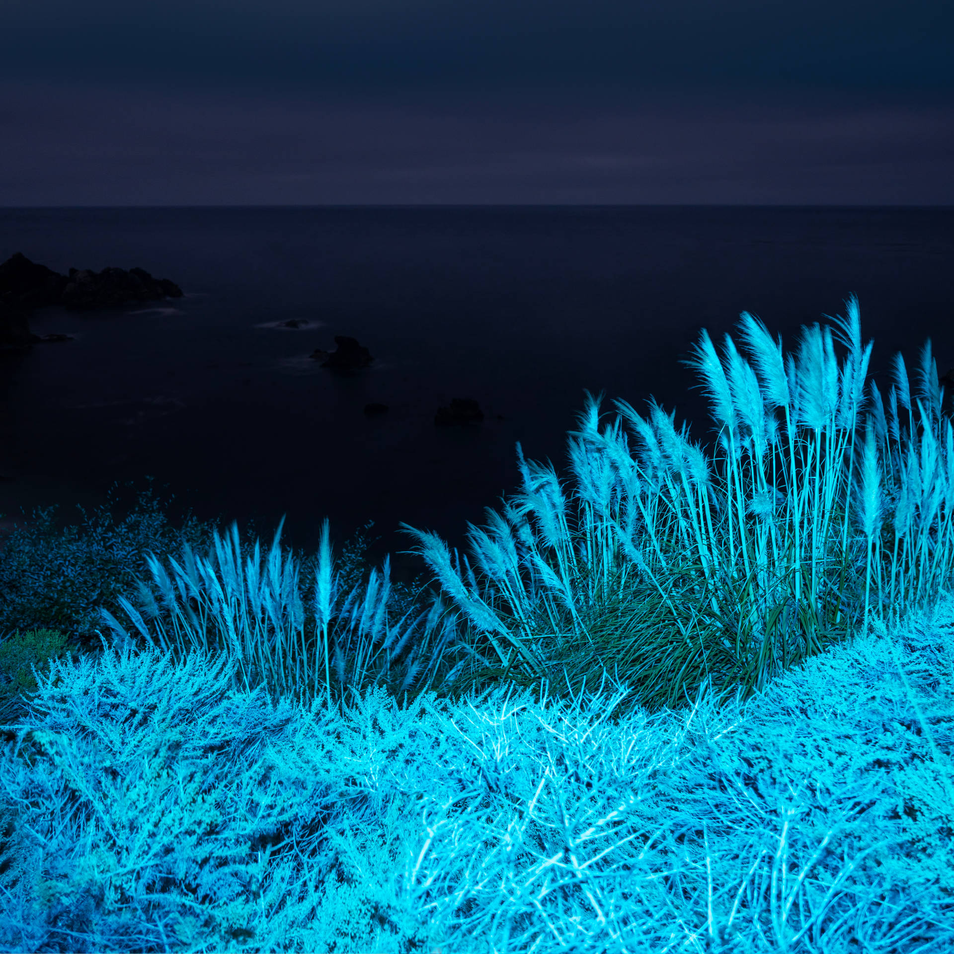 Macos Big Sur Blue Plants Background