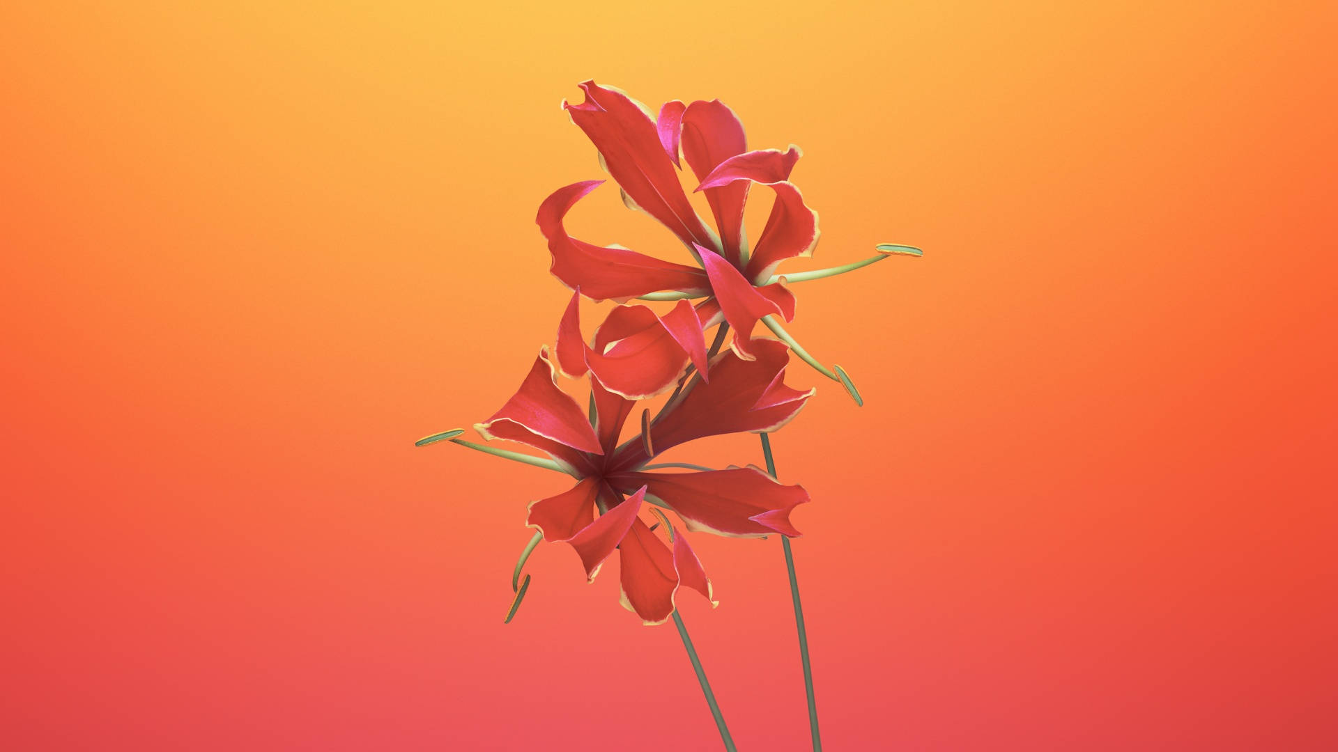 Macos Mojave Flame Lily Background