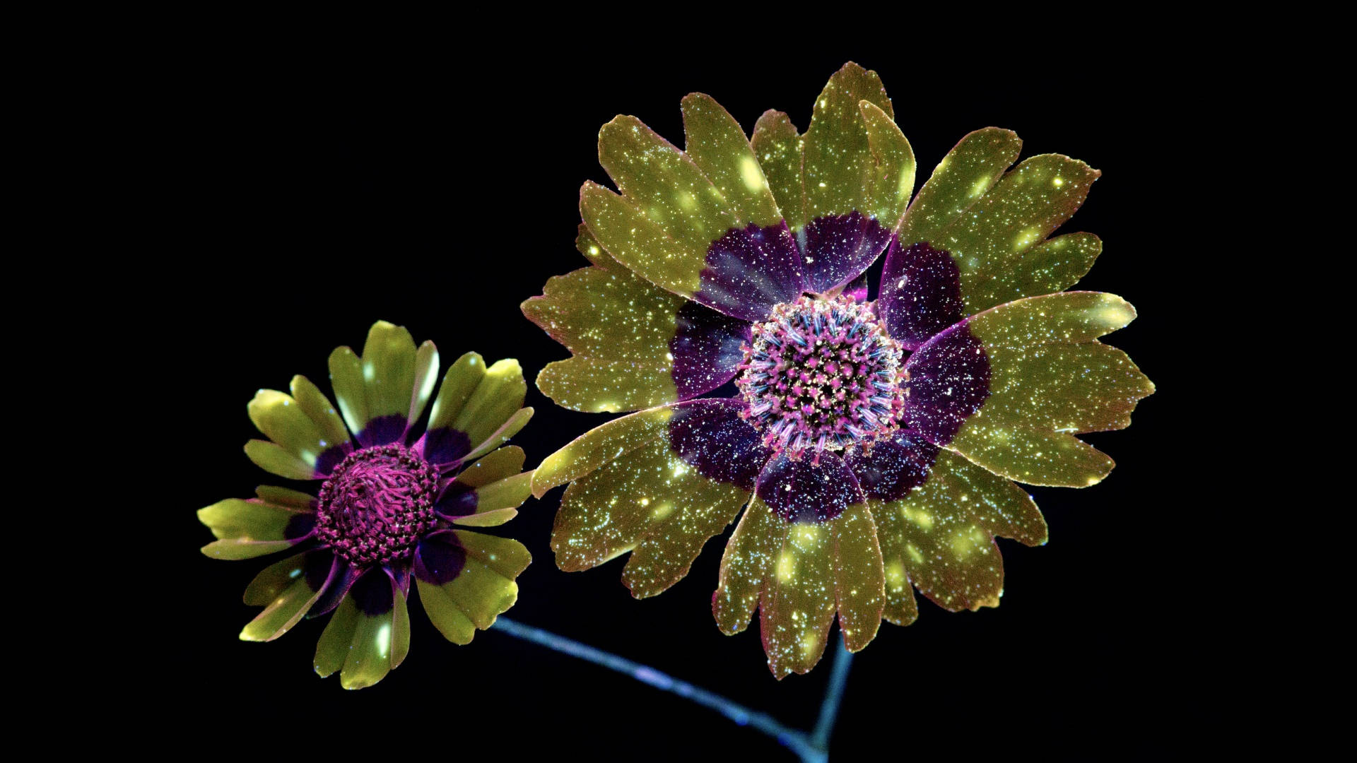 Macos Mojave Glittery Flower Background