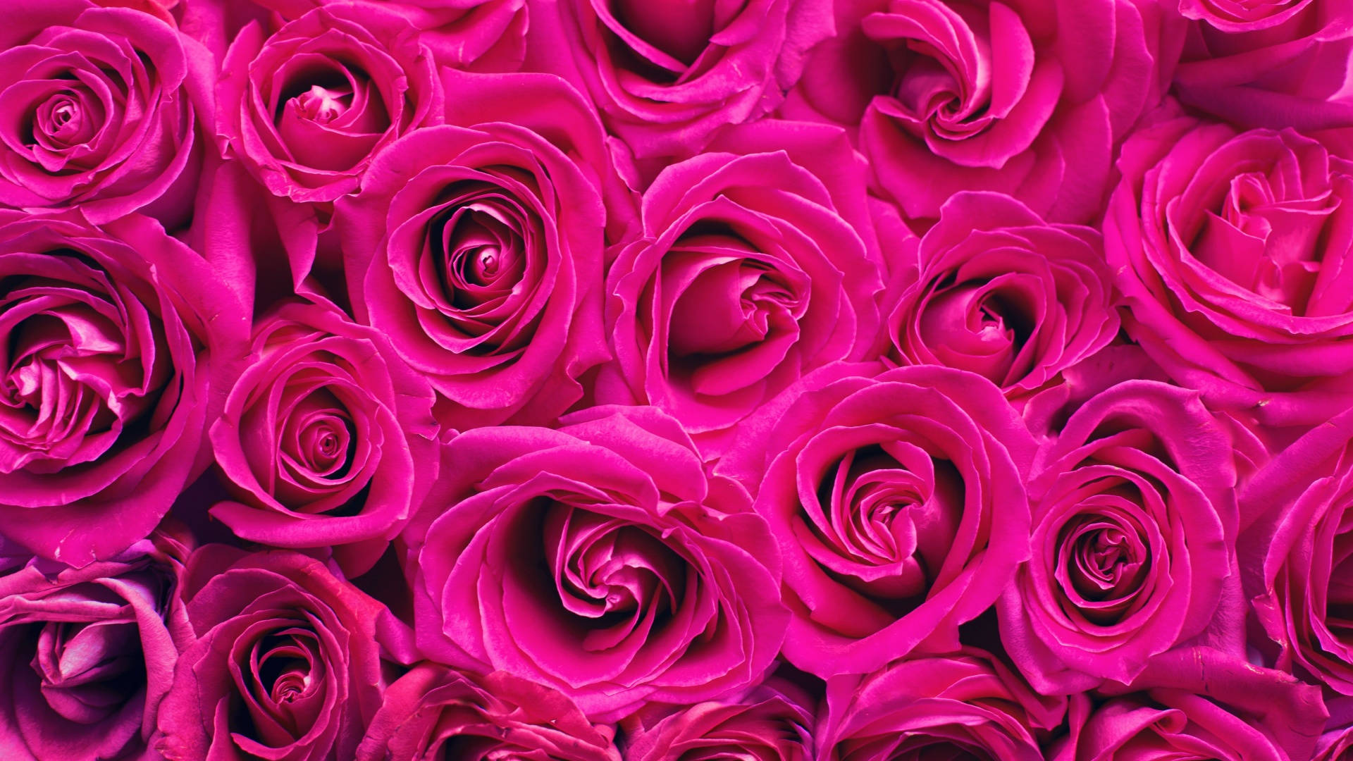Macos Mojave Pink Roses Background