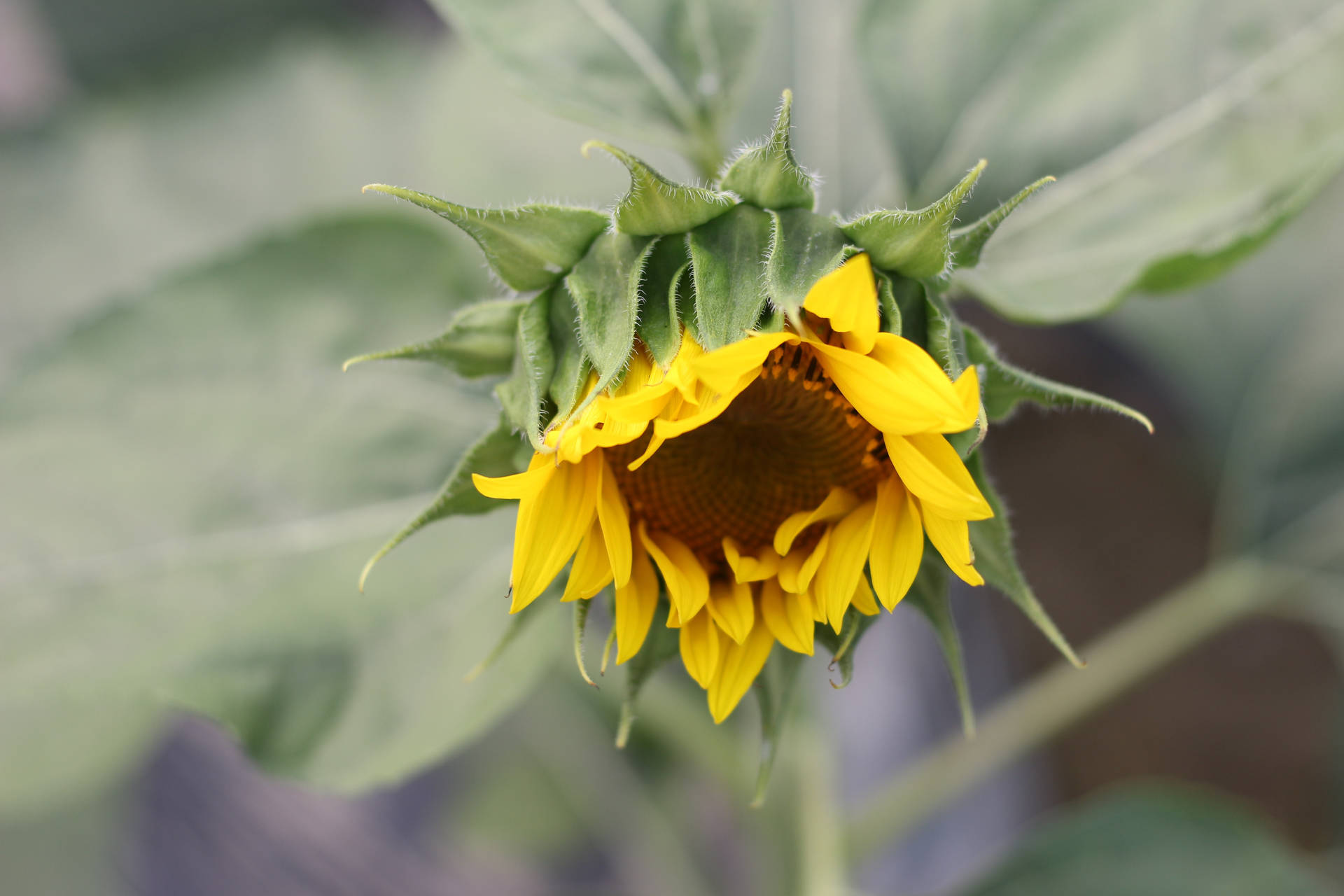 Macro Blooming Sunflower Background
