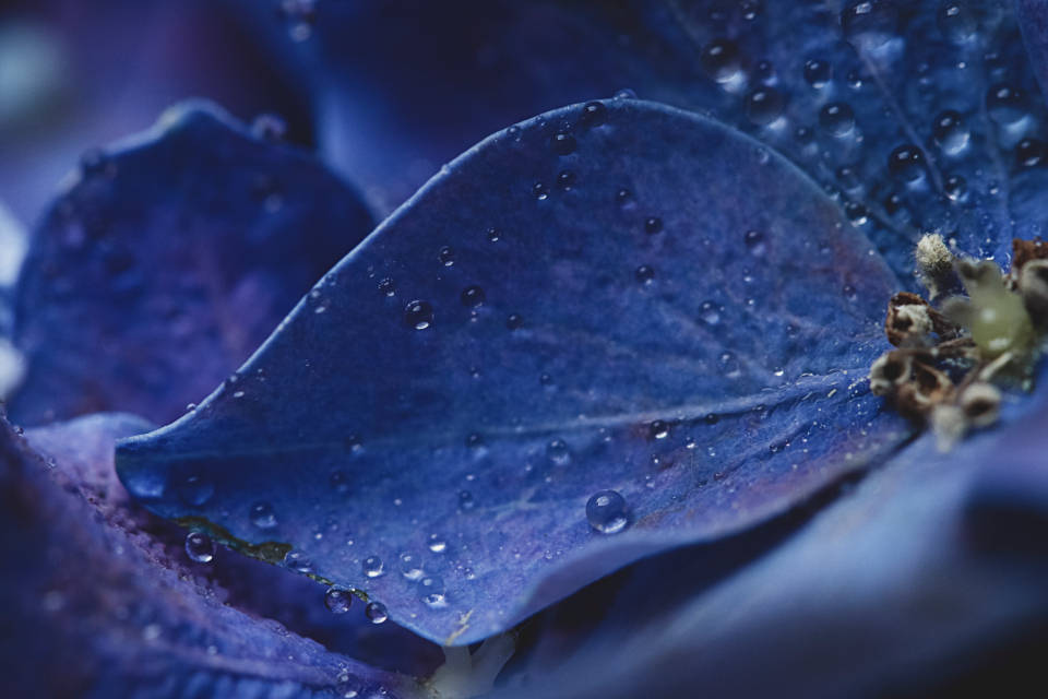 Macro Blue Color Hd Petal Background