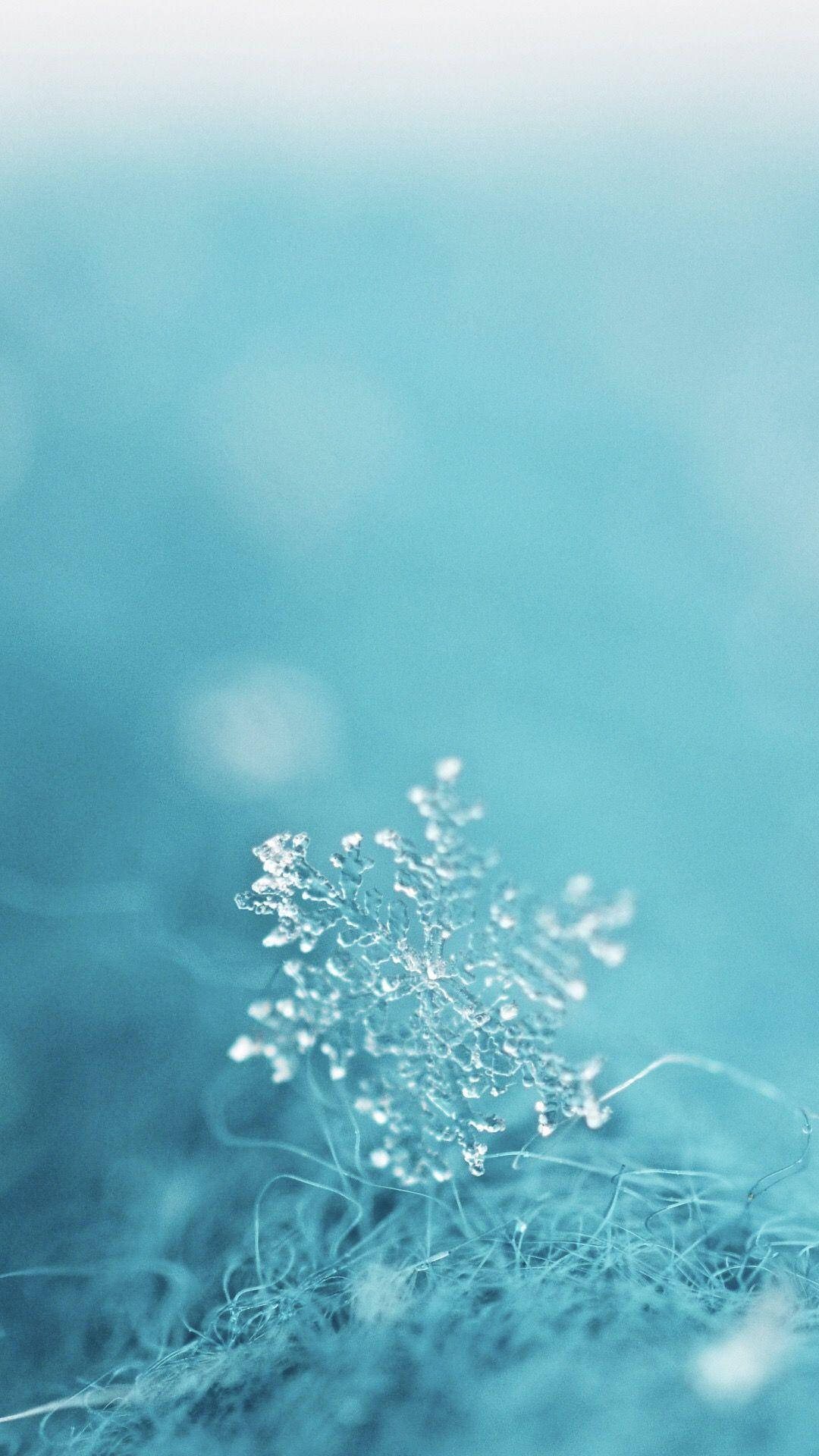 Macro Blur Aesthetic Teal Snowflake Background