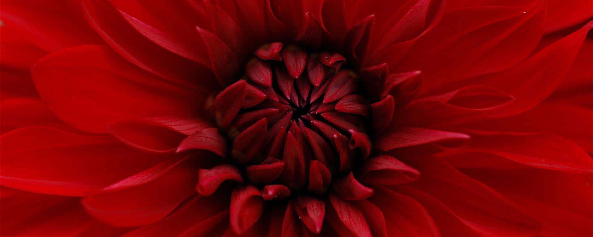 Macro Flower Red Ultra Wide Hd