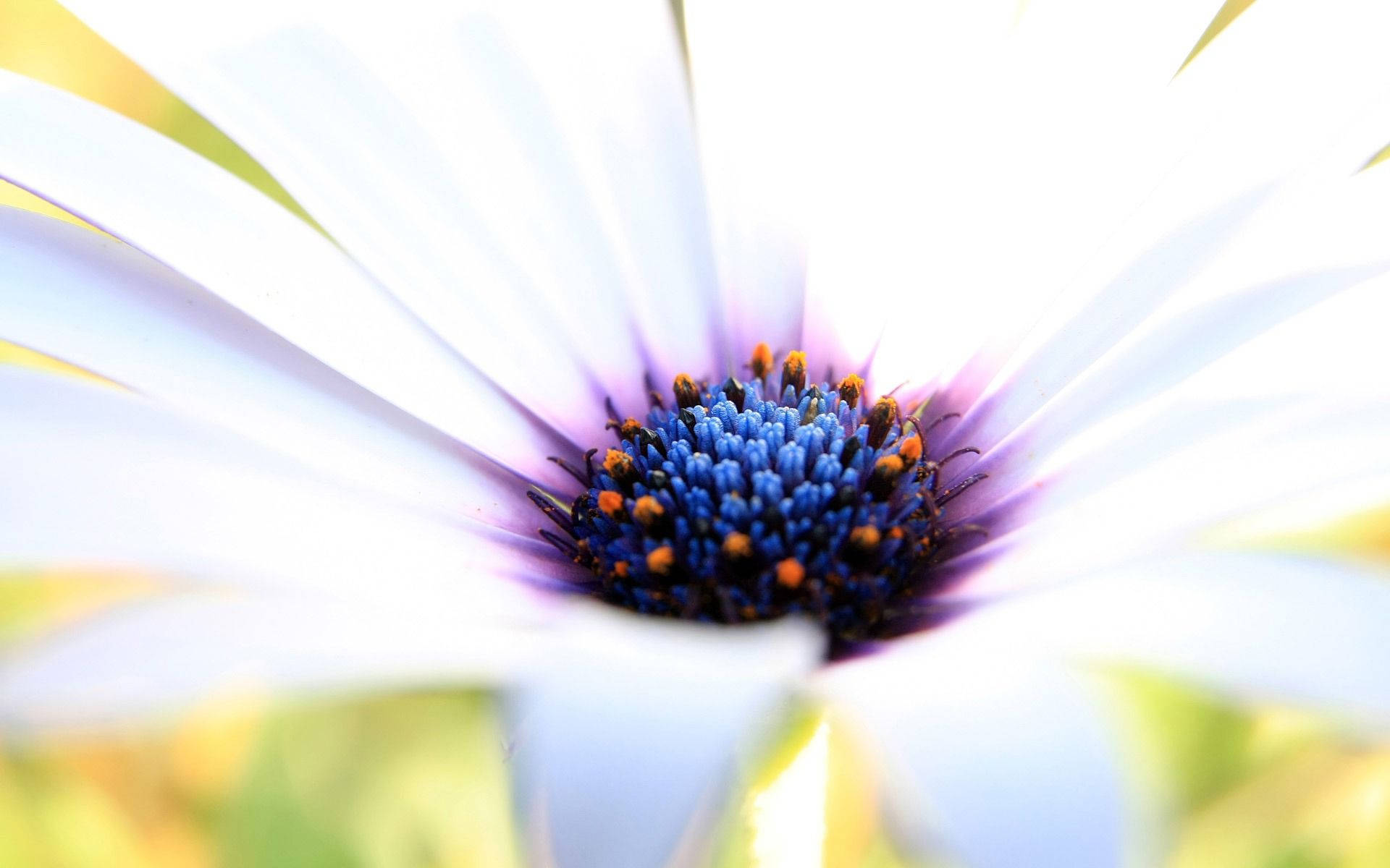 Macro Flower With Blue Orange Pollens Background