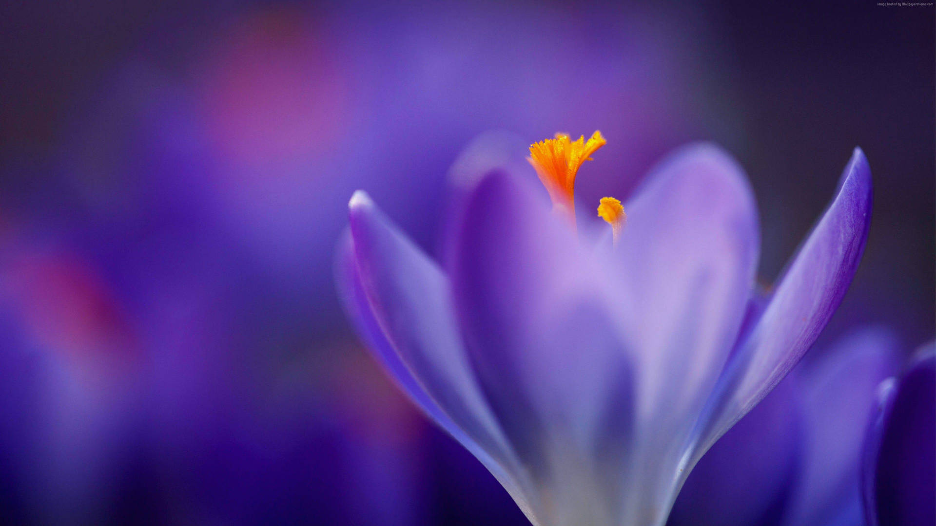 Macro Flower With Blurry Purple Petals Background