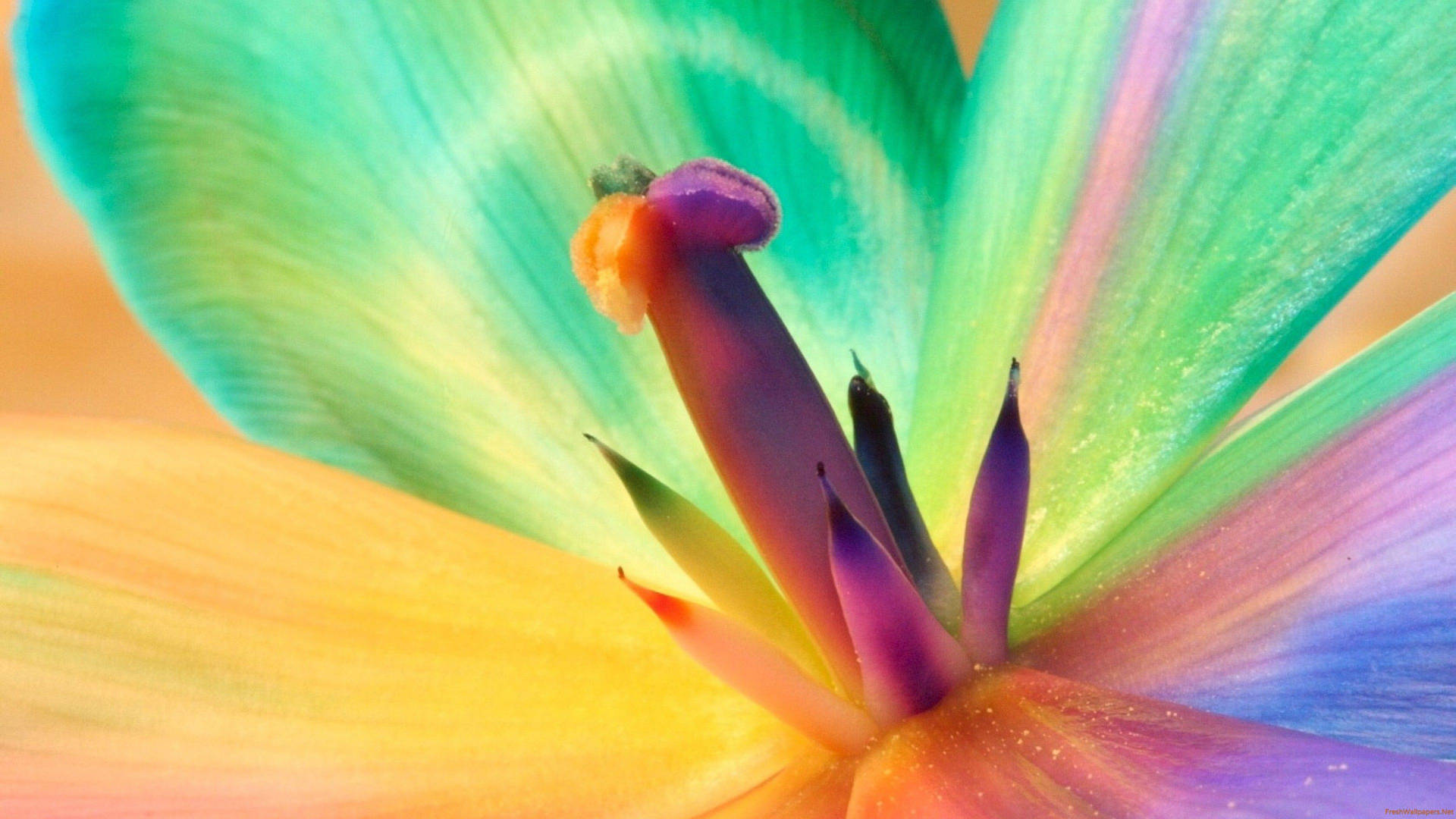 Macro Flower With Neon Petals Background