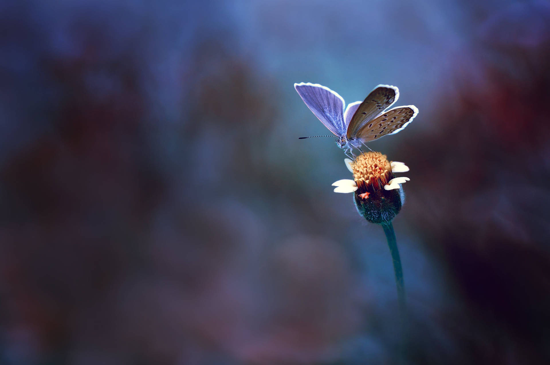 Macro Flower With Purple Butterfly Background