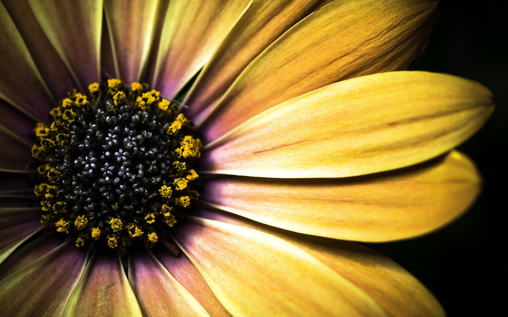 Macro Flower With Shaded Yellow Petals Background
