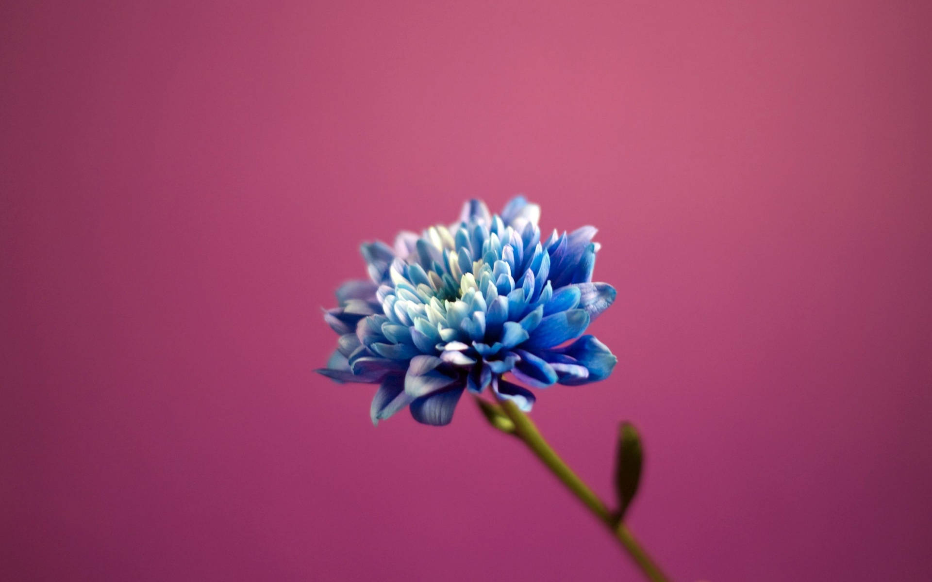 Macro Flower With Shades Of Blue Background