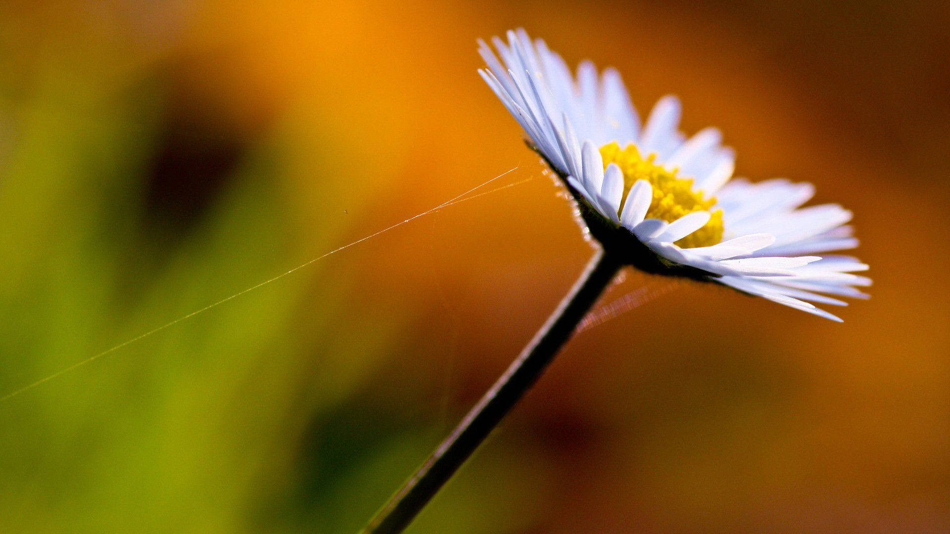 Macro Flower With Sticking Web Background