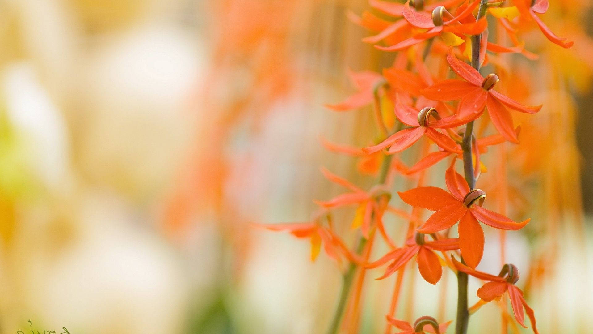Macro Flower With Tangerine Orange Petals Background