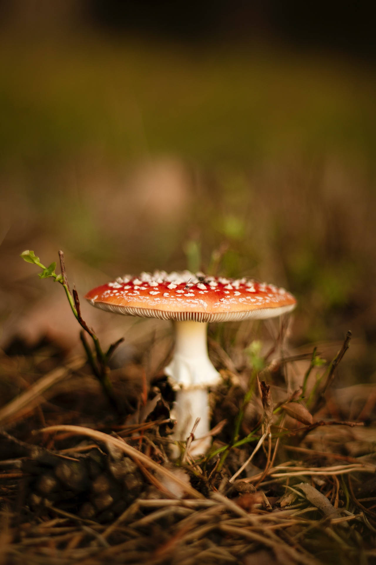 Macro Fly Agaric Mushroom Aesthetic Background