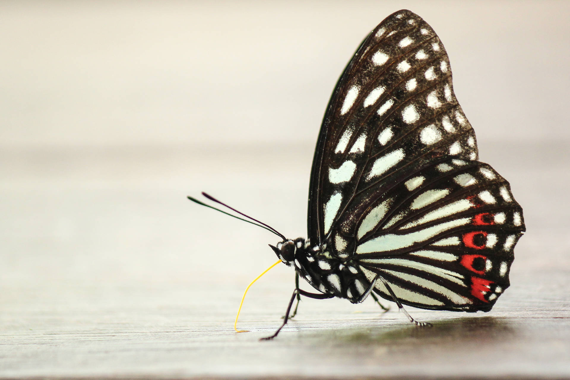 Macro Full Hd Butterfly Black White Background